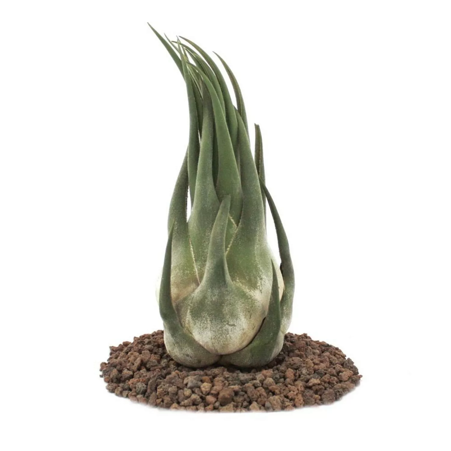 Exotenherz Tillandsia Seleriana Lose Pflanze Extra-Groß günstig online kaufen