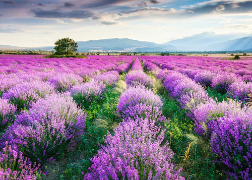 Papermoon Fototapete »Lavende Garden« günstig online kaufen