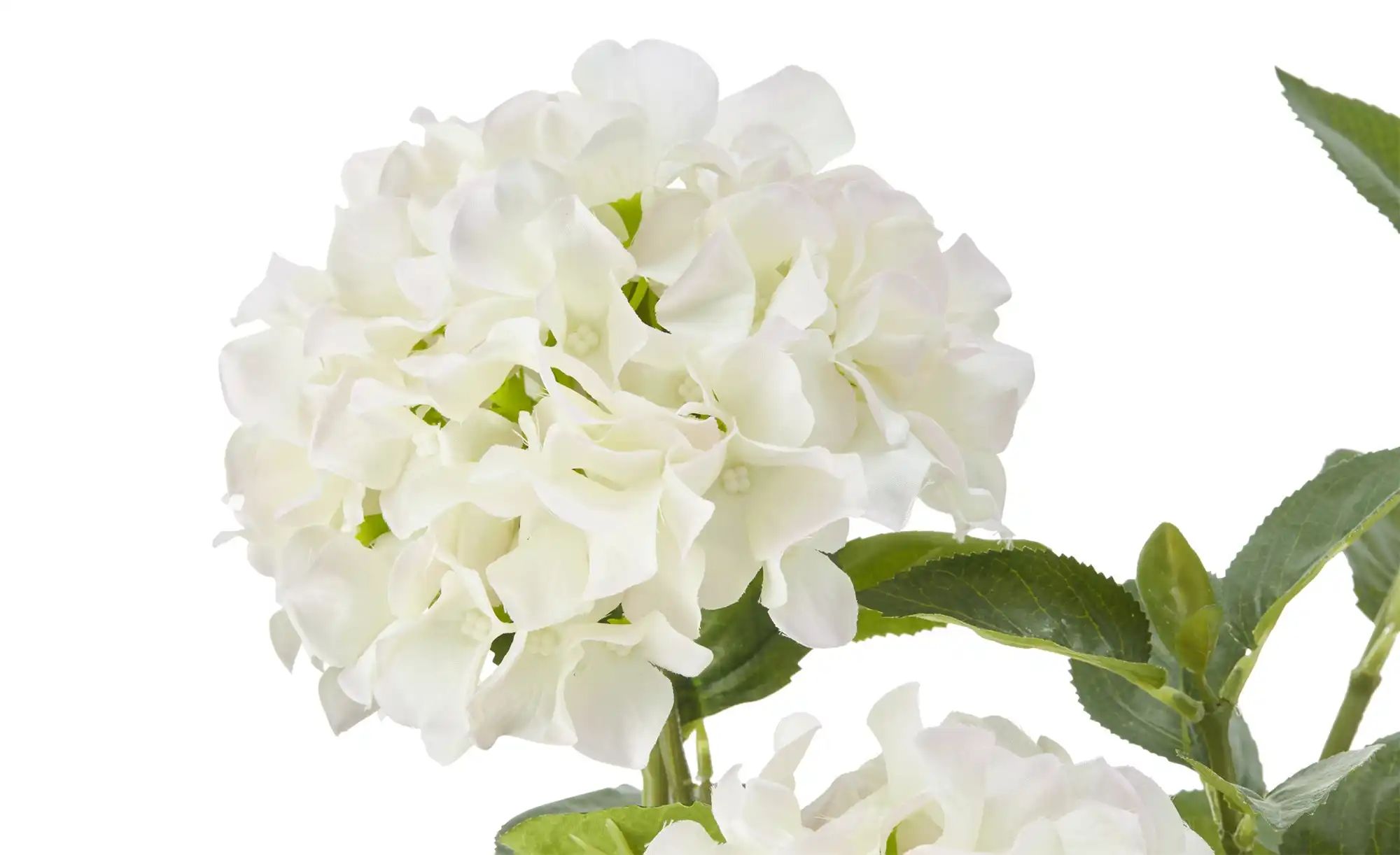 Hortensie getopft   ¦ weiß ¦ Kunststoff ¦ Maße (cm): H: 85 Accessoires > Ku günstig online kaufen