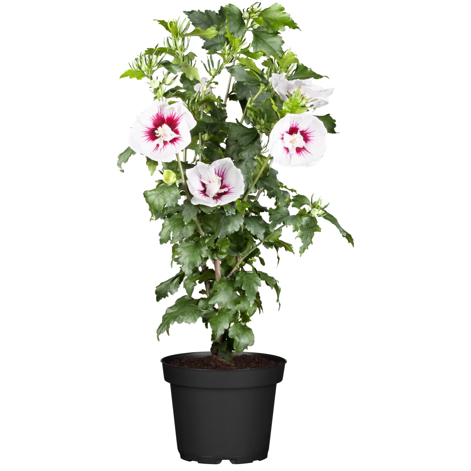 OBI Roseneibisch Rot Höhe ca. 30 - 40 cm Topf ca. 3 l Hibiscus günstig online kaufen