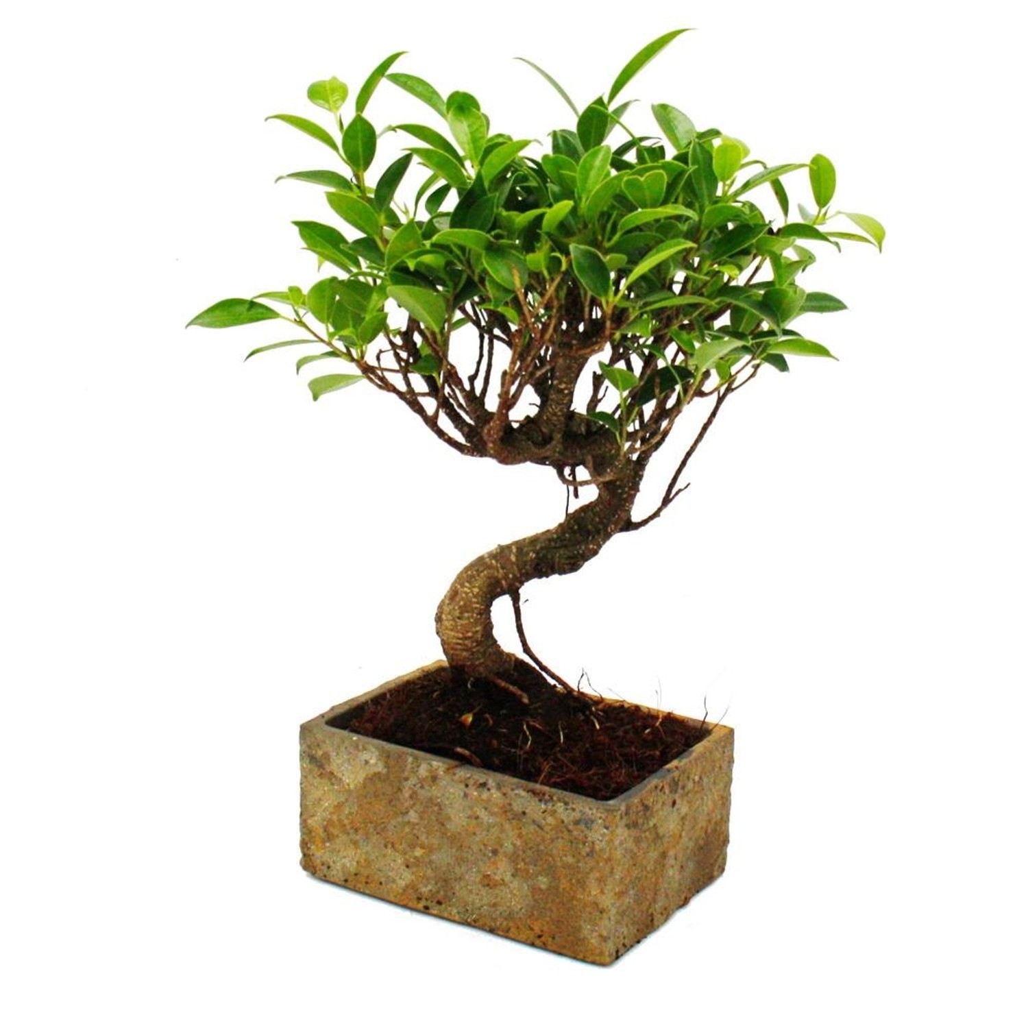 Exotenherz Bonsai für Zimmer in Moderner Trendkeramik Zimmerbonsai Ficus 6 günstig online kaufen