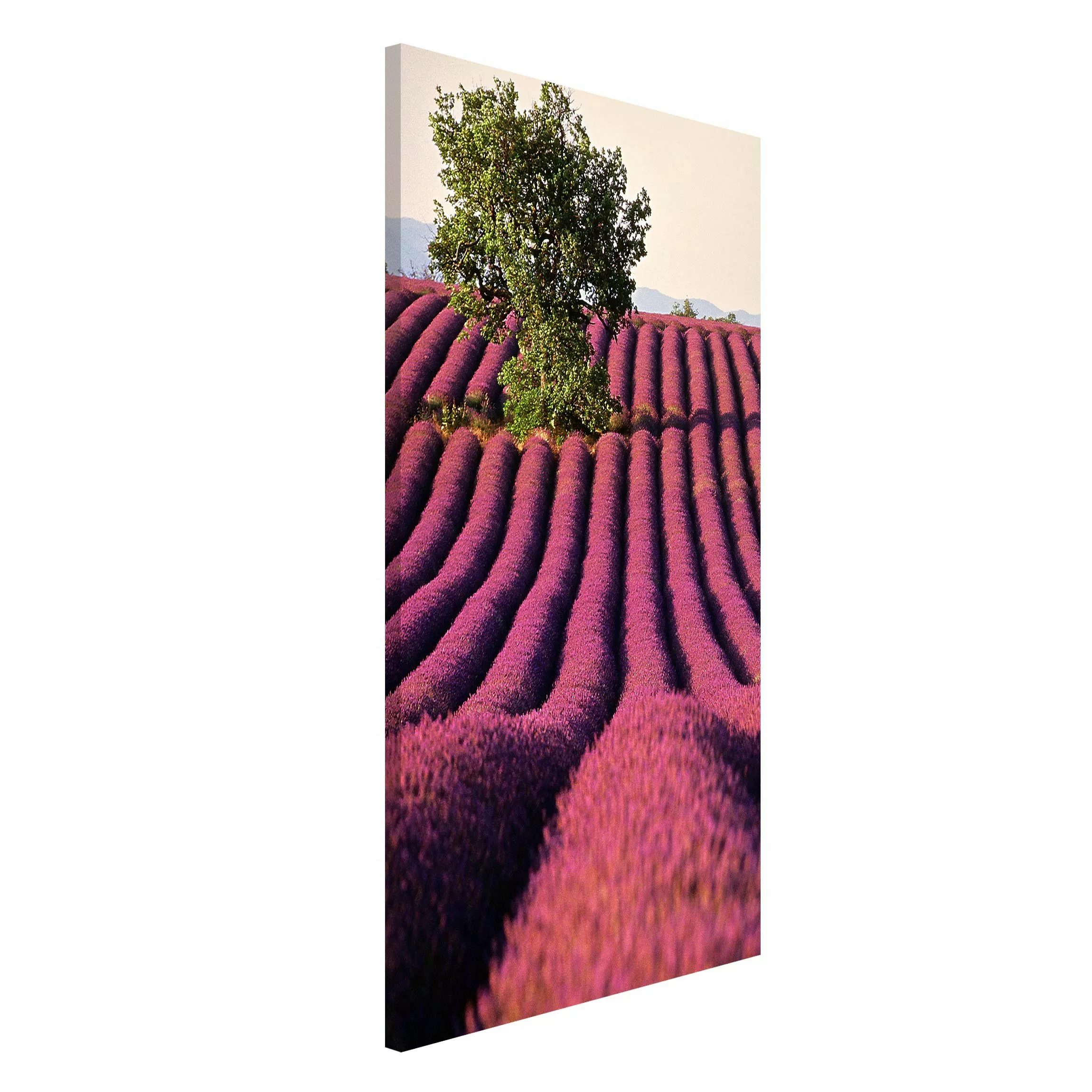 Magnettafel Natur & Landschaft - Hochformat 3:4 Lavender günstig online kaufen