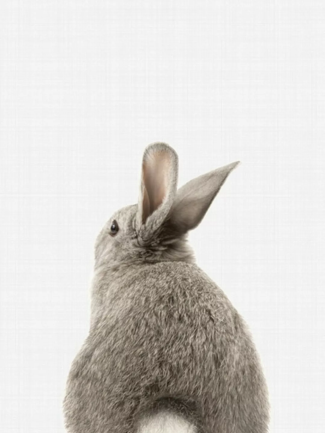 Poster / Leinwandbild - Rabbit Tail günstig online kaufen