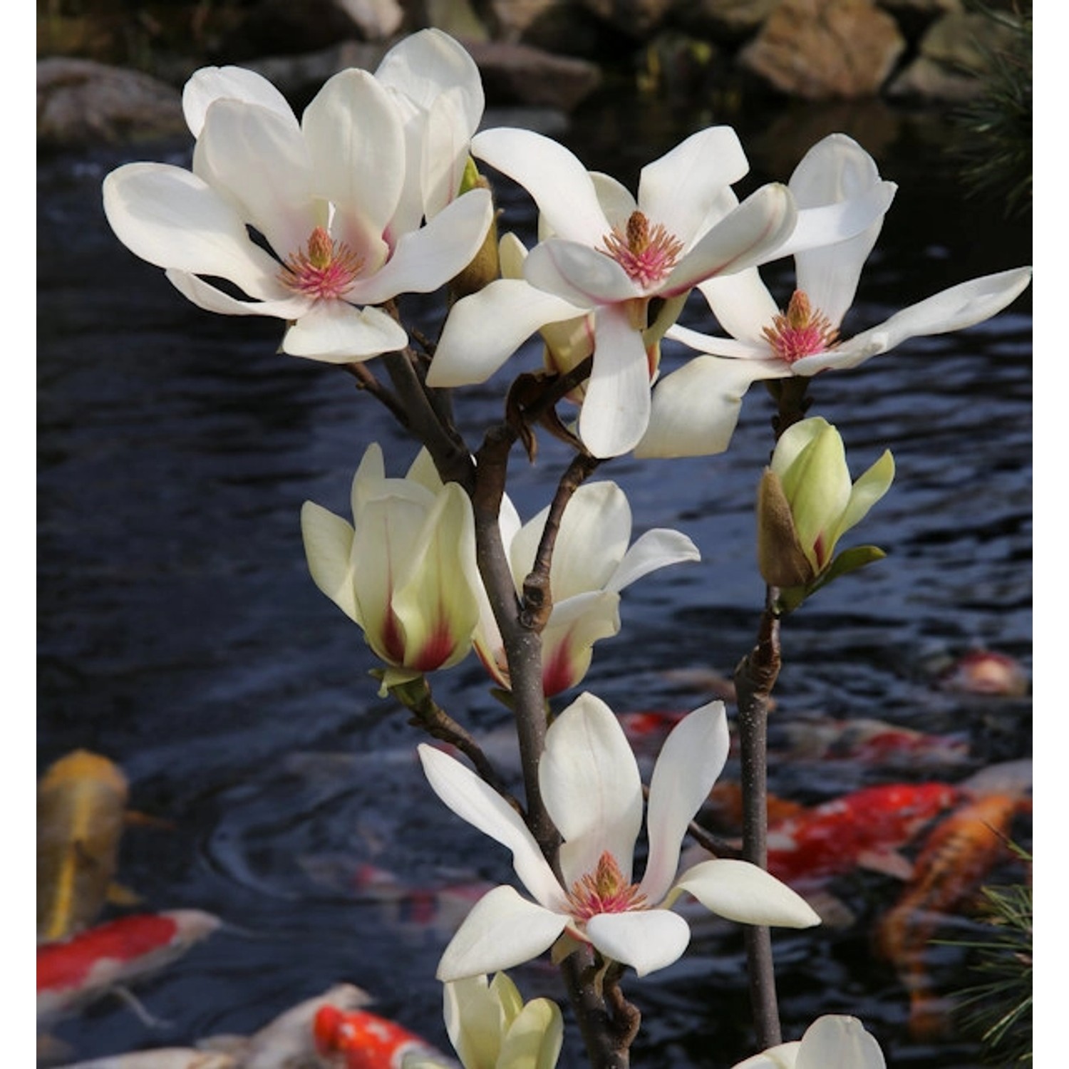 Magnolie Sunrise 40-60cm - Magnolia günstig online kaufen