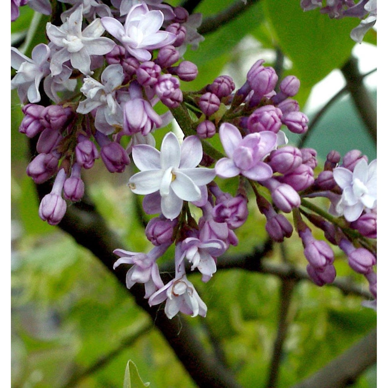 Edelflieder Boule Azuree - Kircher-Collection 40-60cm - Syringa vulgaris günstig online kaufen