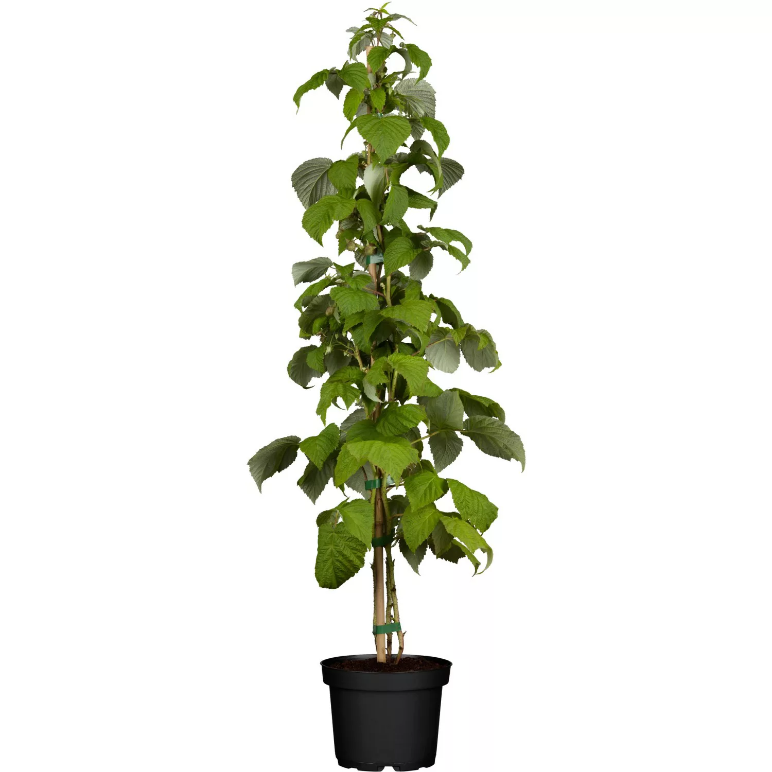 GROW by OBI Bio Himbeere Schönemann Rot Höhe ca. 20 - 30 cm Topf ca. 2 l Ru günstig online kaufen