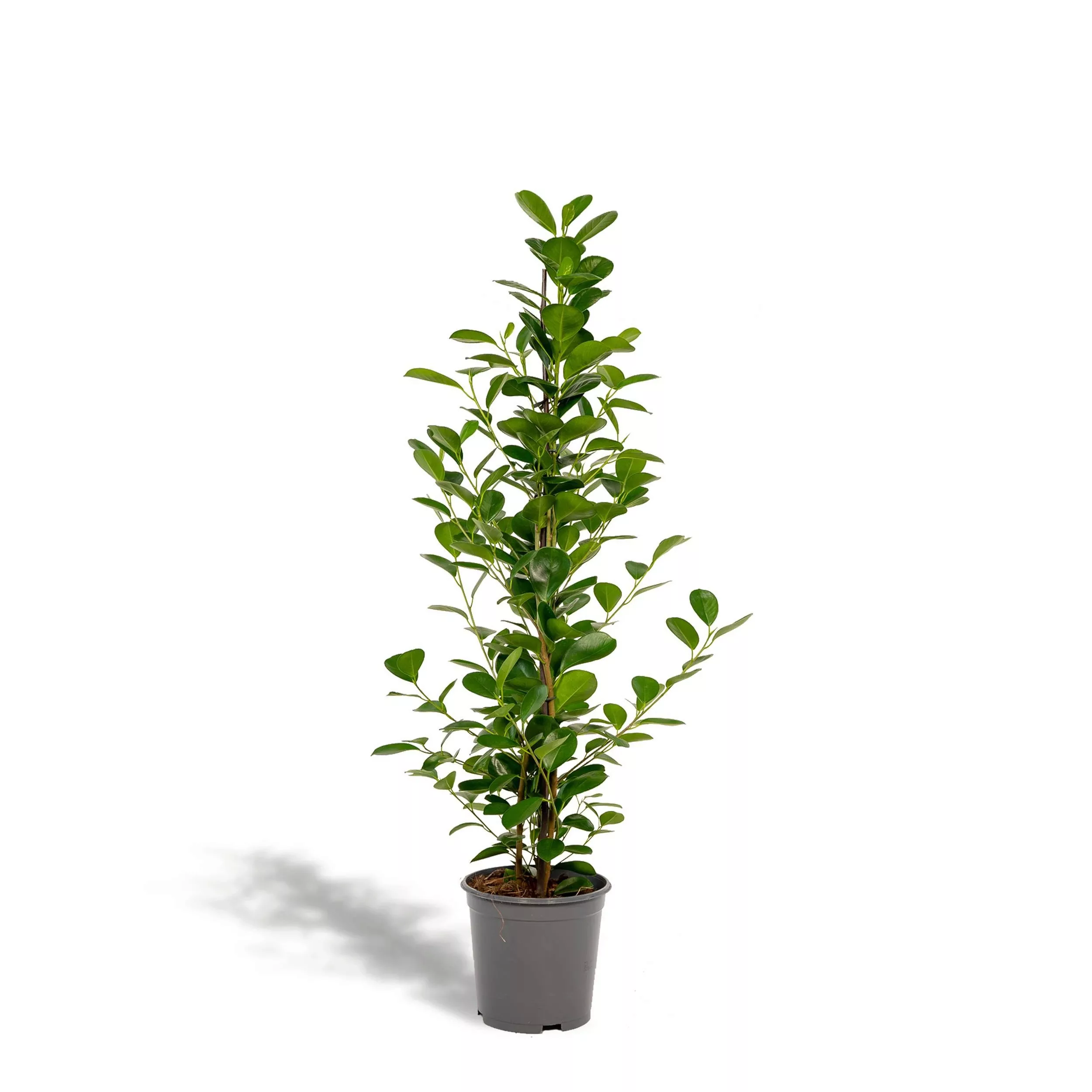 Hello Plants | Ficus Microcarpa Moclame günstig online kaufen