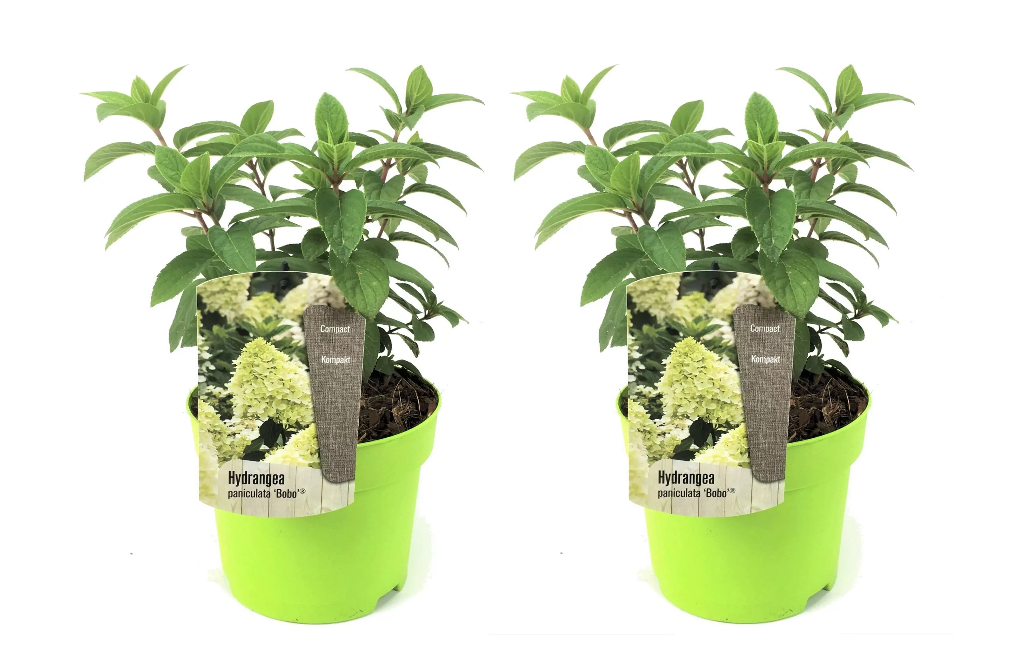 Perfect Plant | 2er Set Hortensie paniculata Bobo günstig online kaufen