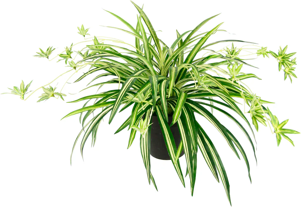 I.GE.A. Kunstpflanze "Wasserlilie" günstig online kaufen