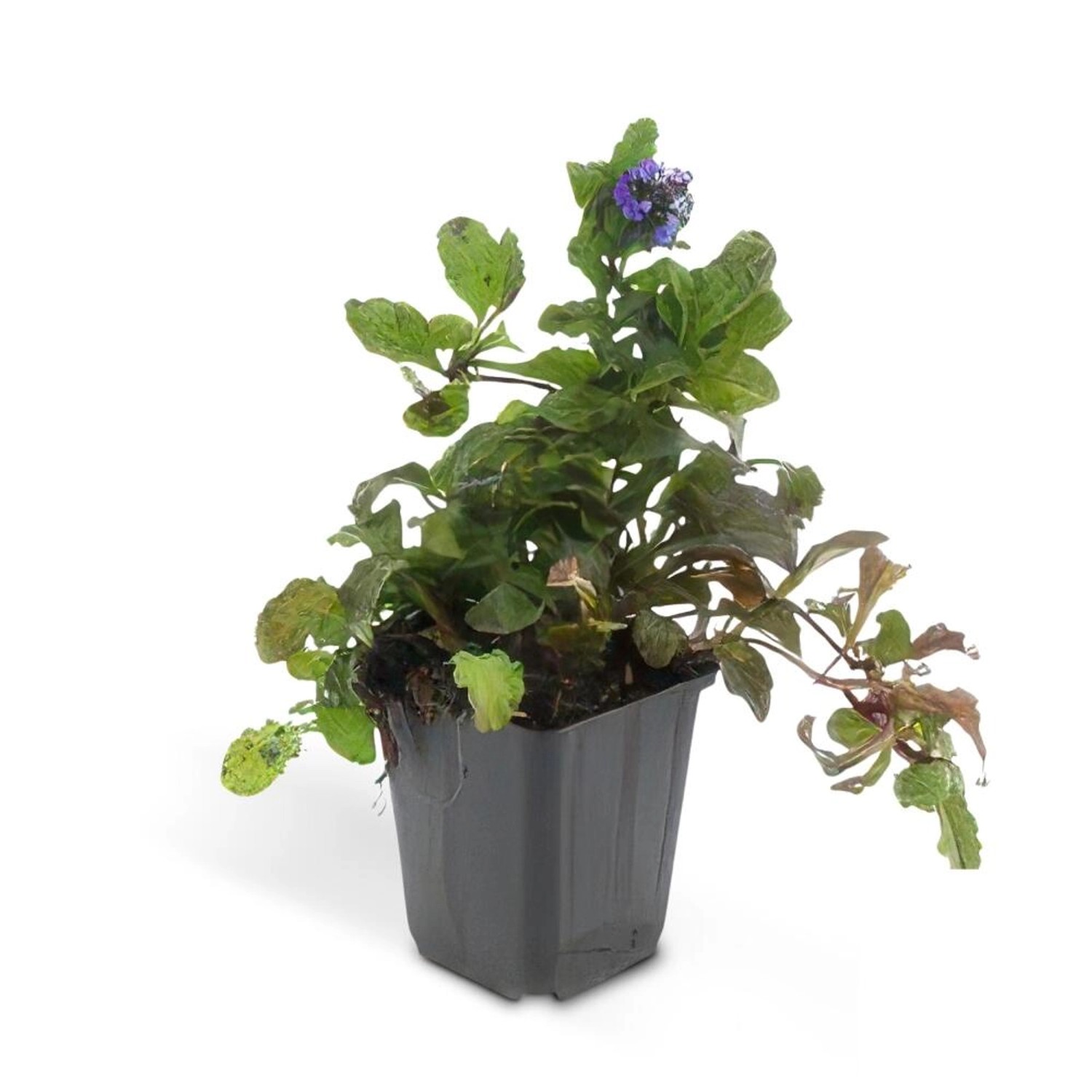 Exotenherz Bodendecker Kriechender Günsel Ajuga Reptans 9cm Topf Set Mit 6 günstig online kaufen