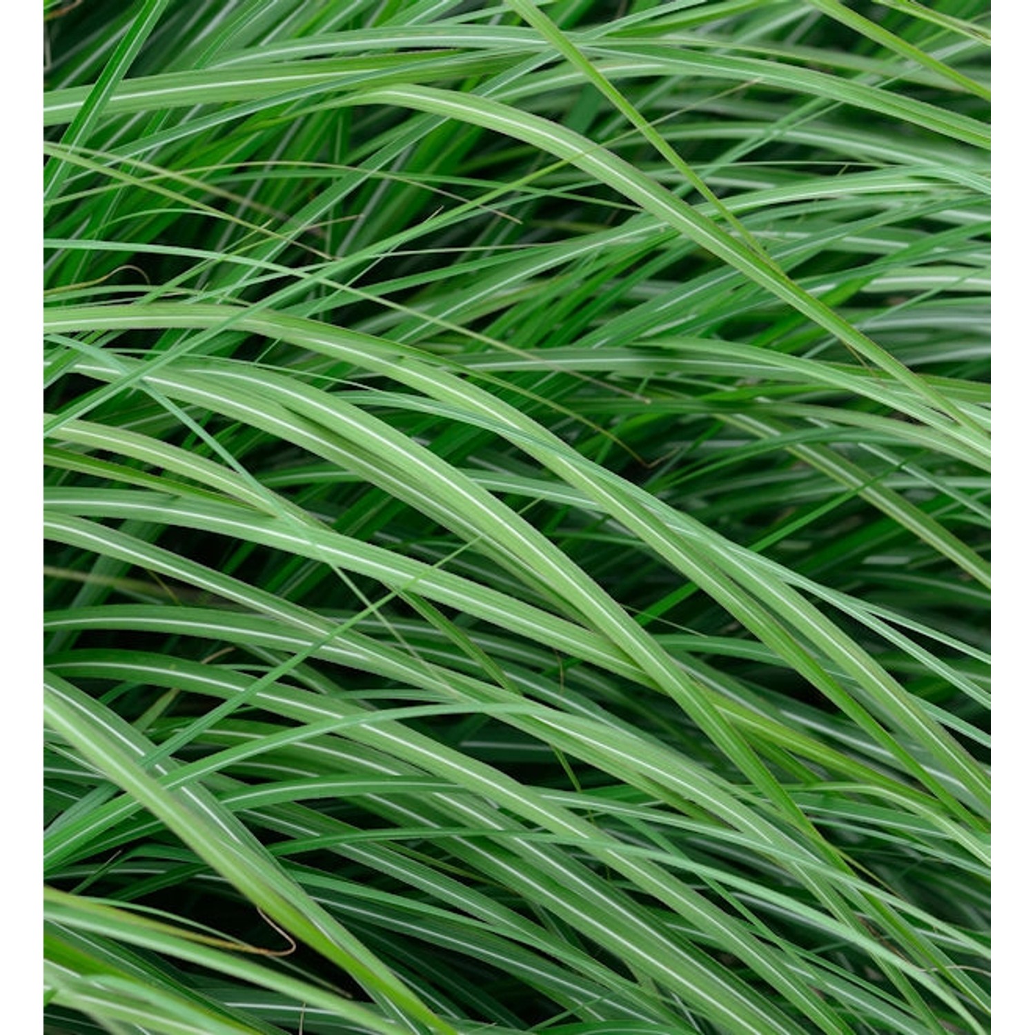 Chinaschilf Adagio - XXXL Topf - Miscanthus sinensis günstig online kaufen