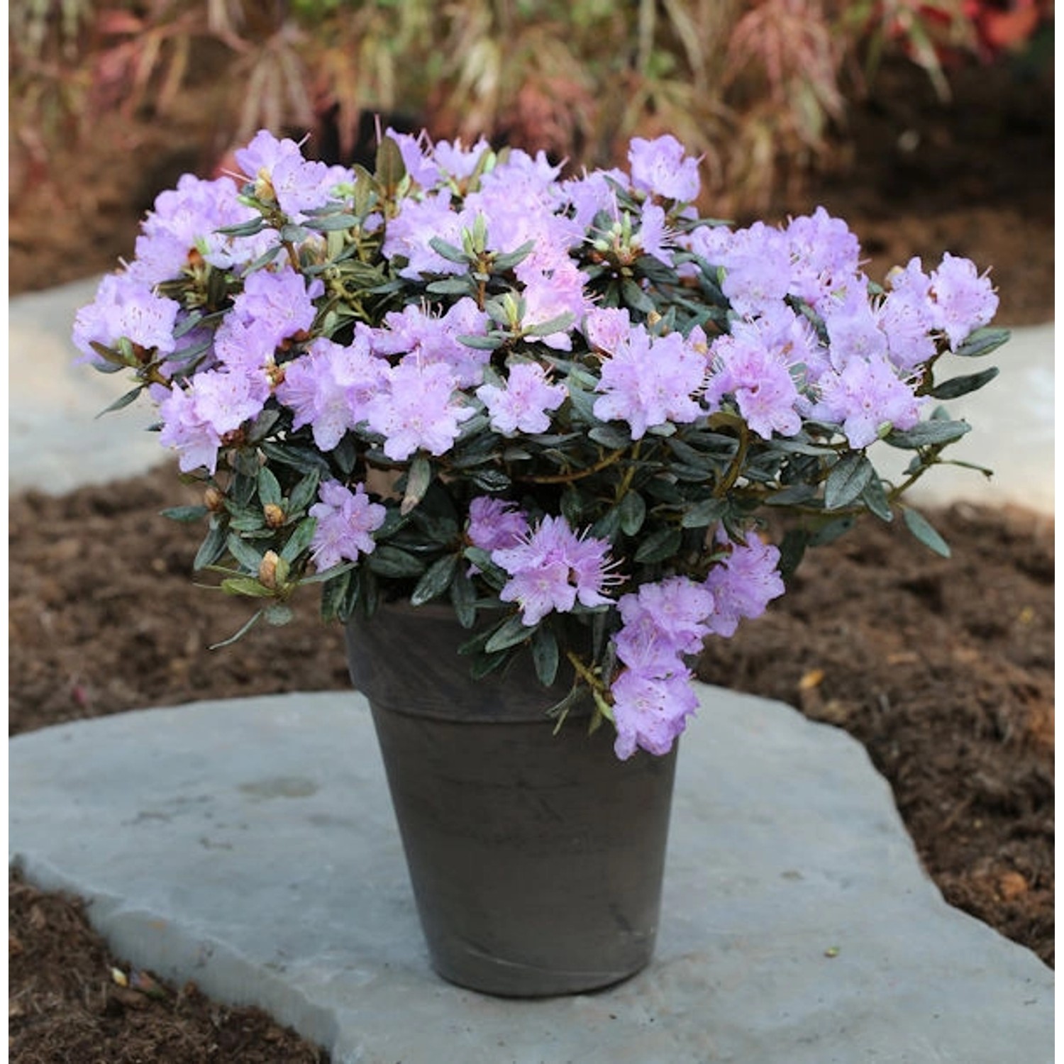 Zwerg Rhododendron Ramapo 20-25cm - Rhododendron impeditum - Zwerg Alpenros günstig online kaufen