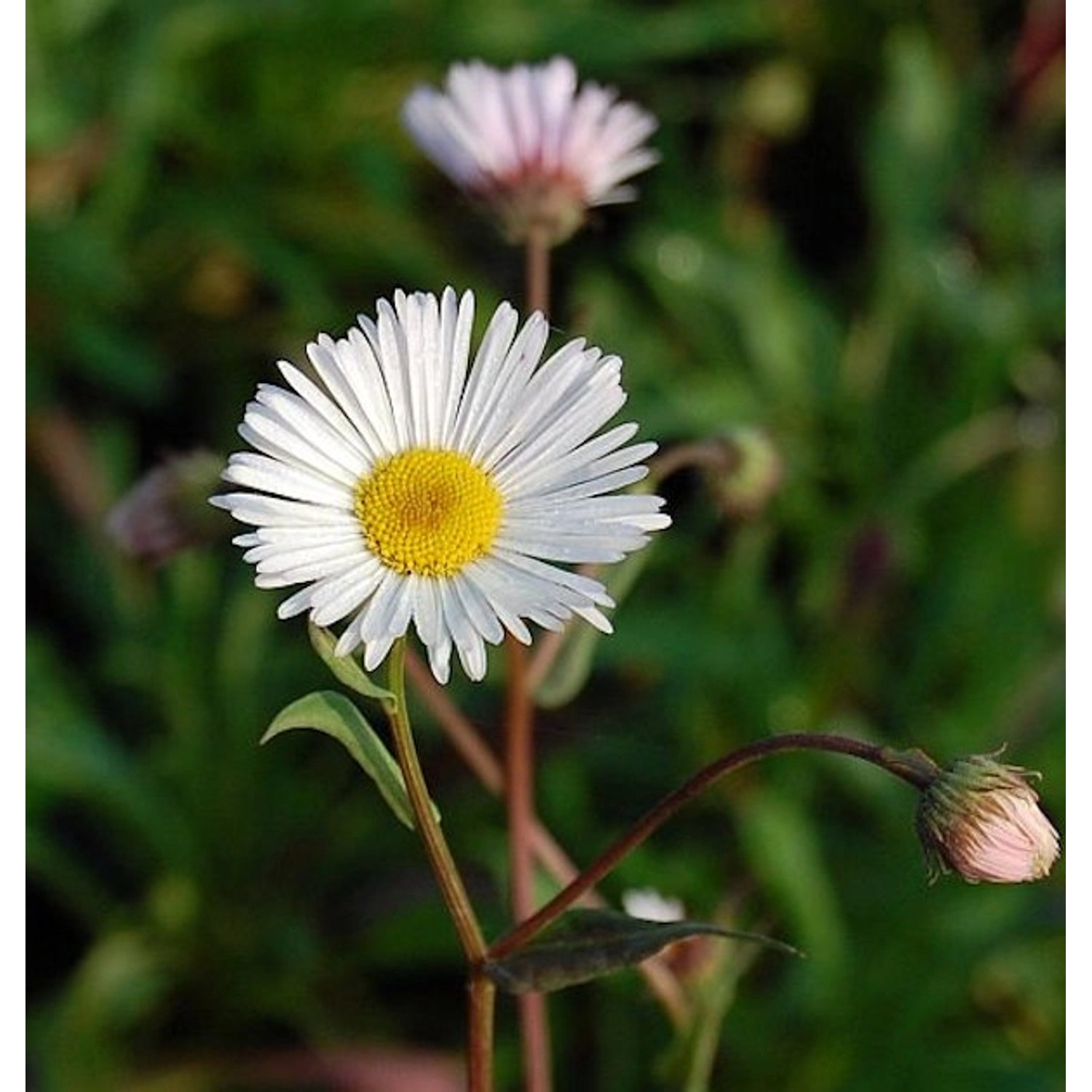 Feinstrahlaster Sommerneuschnee - Erigeron Hybrid günstig online kaufen