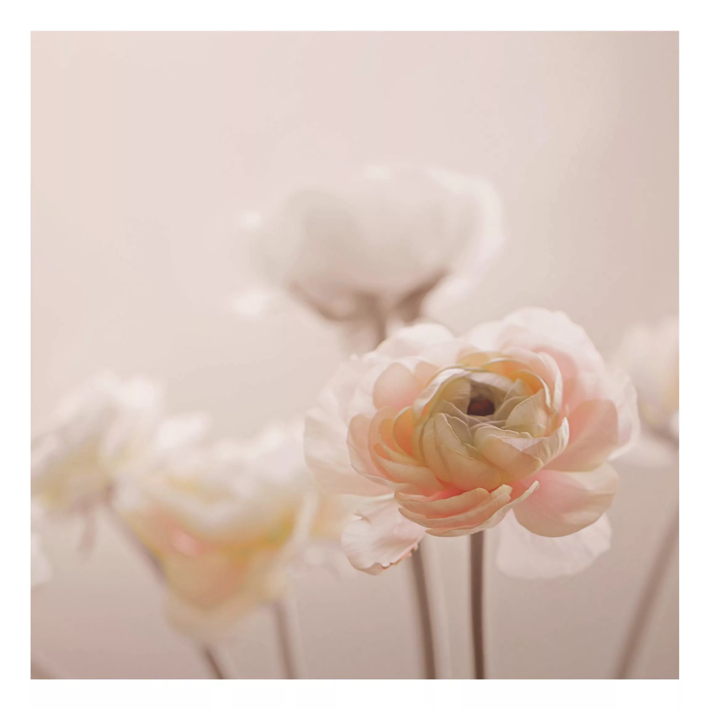 Alu-Dibond Bild Zarter Strauch an Rosa Blüten günstig online kaufen