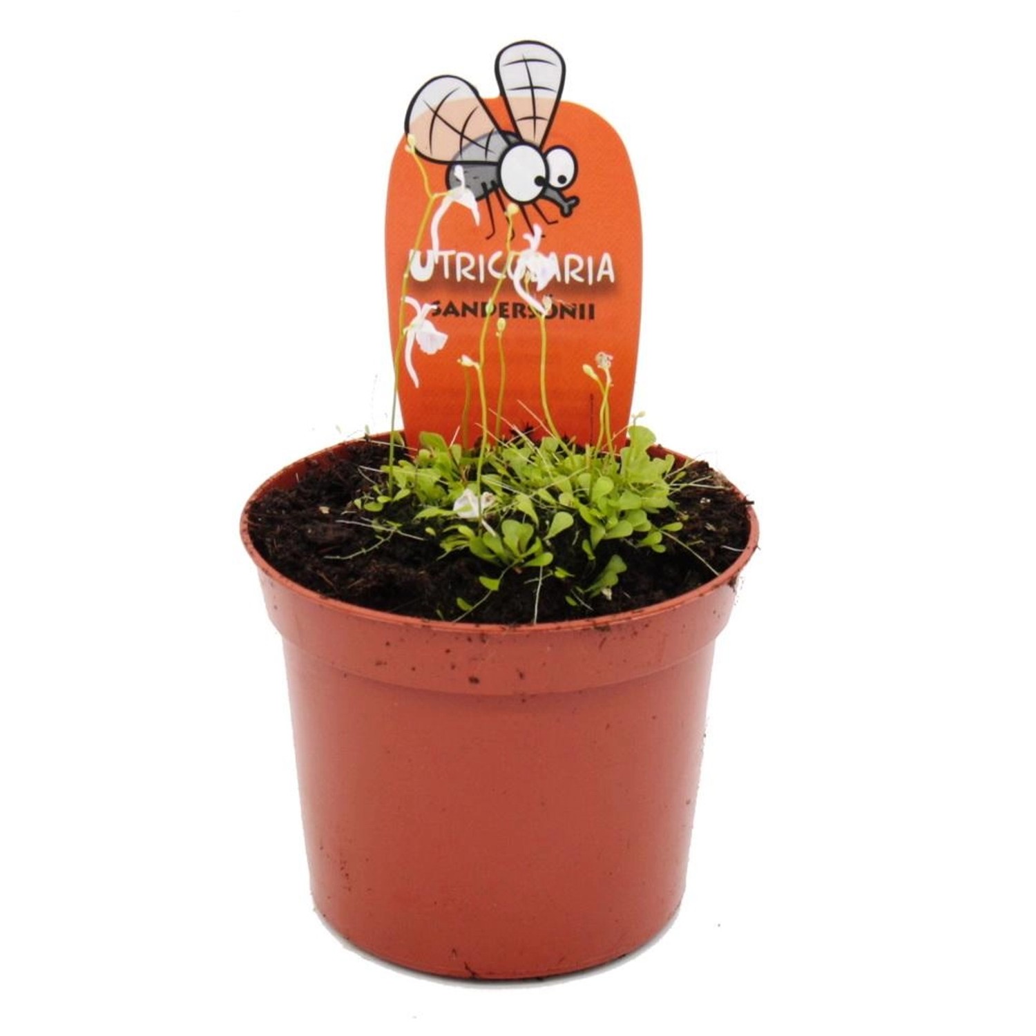 Exotenherz Fleischfressende Pflanze Wasserschlauch Utricularia Sandersonii günstig online kaufen