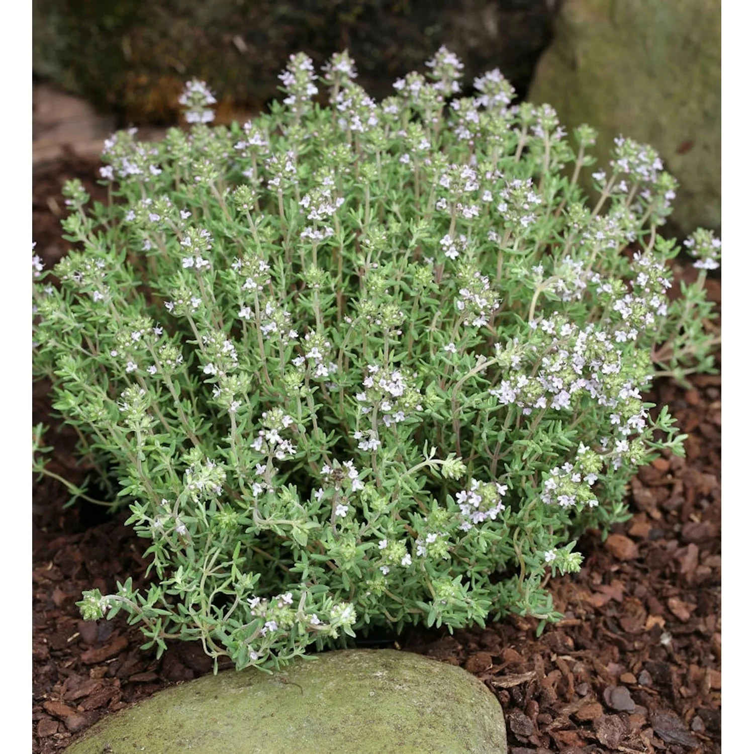 Gewürz Thymian - großer Topf - Thymus vulgaris günstig online kaufen