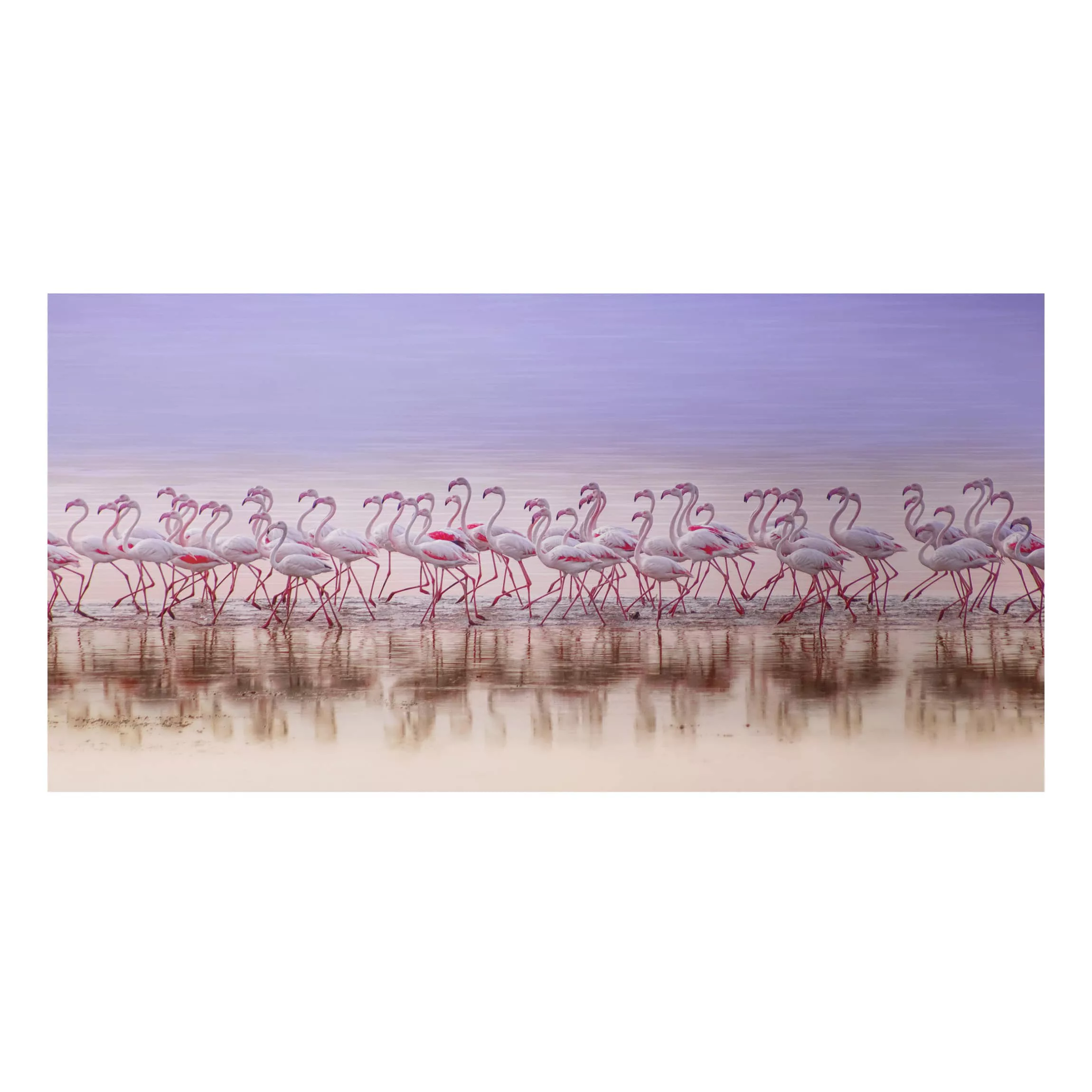 Alu-Dibond Bild Tiere - Querformat Flamingo Party günstig online kaufen