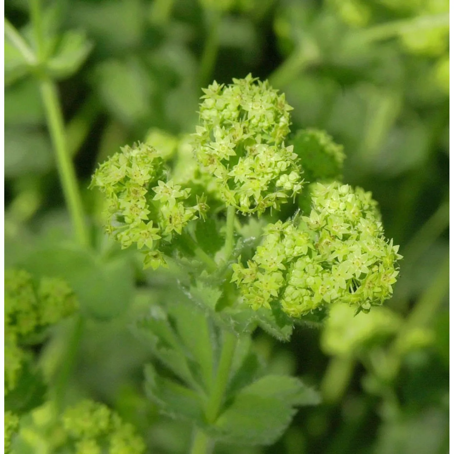 Großblättriger Frauenmantel - Alchemilla mollis günstig online kaufen