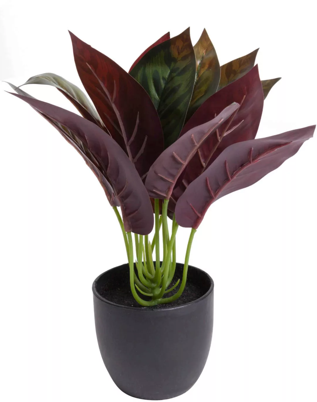 Botanic-Haus Künstliche Zimmerpflanze »Calathea« günstig online kaufen