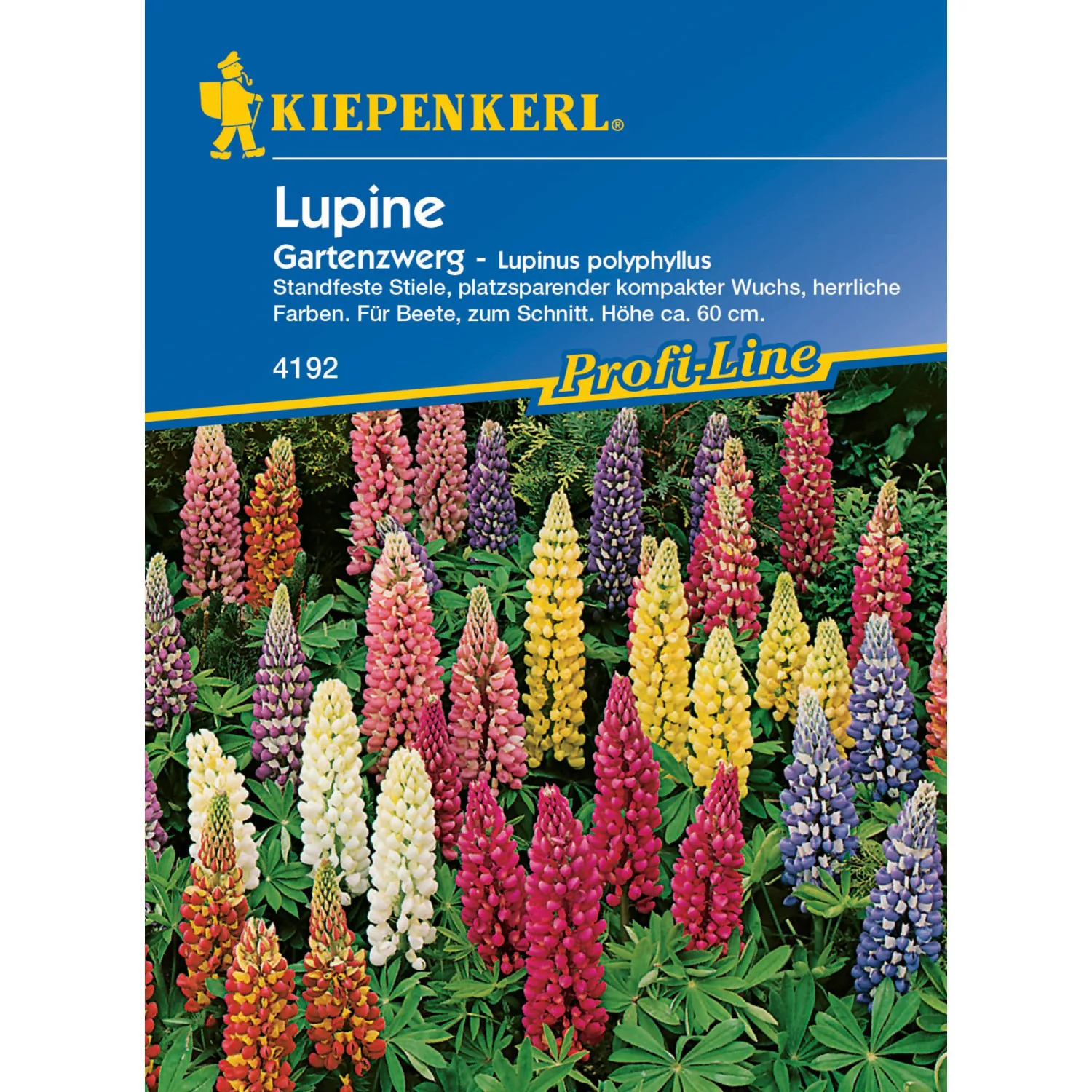 Kiepenkerl Lupine Garten-zwerg Lupinus polyphyllus günstig online kaufen