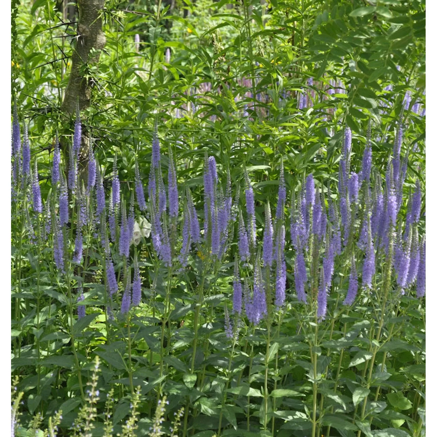 Hoher Wiesenehrenpreis Blue John - Veronica longifolia günstig online kaufen