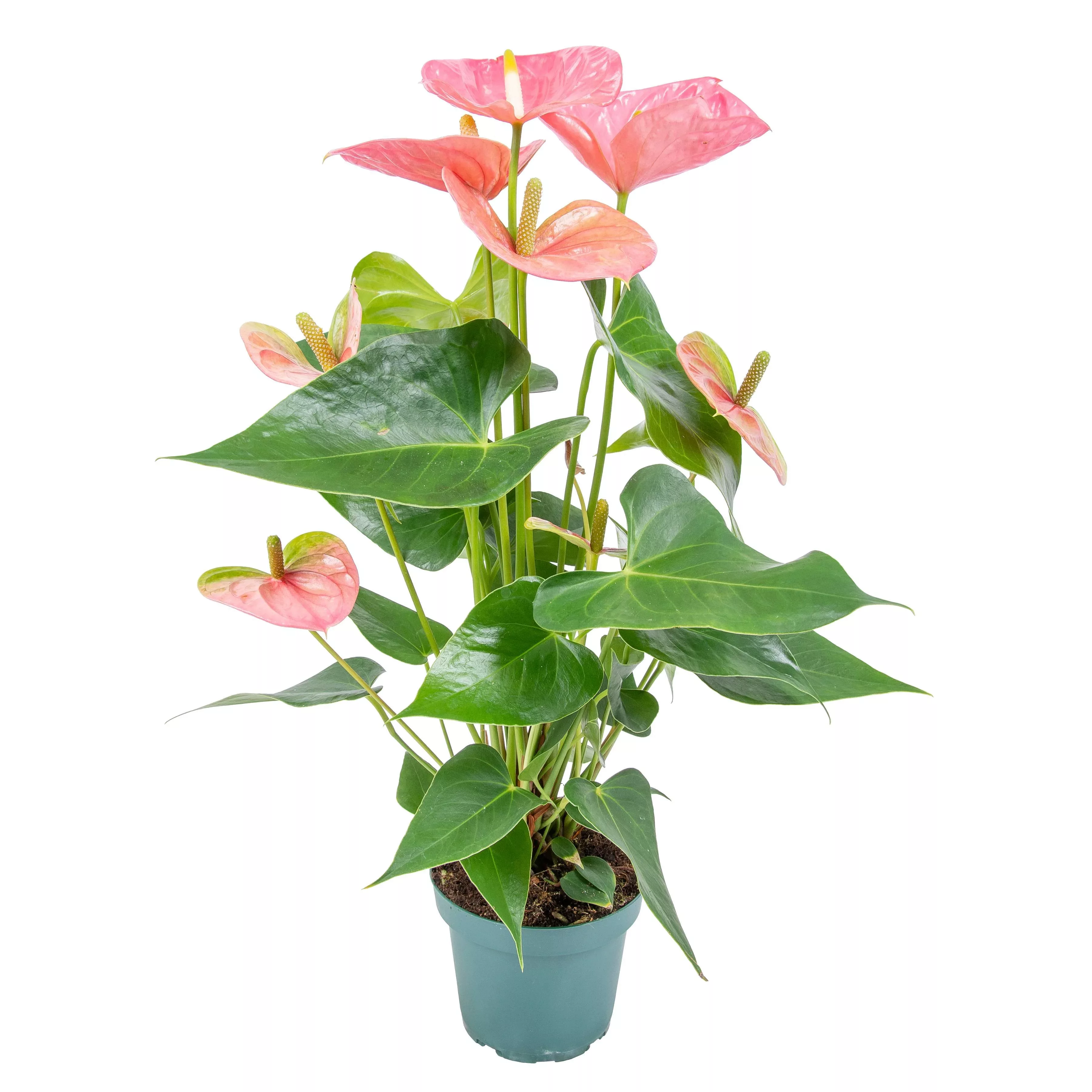 Casa Caron | Flamingopflanze Aristo günstig online kaufen