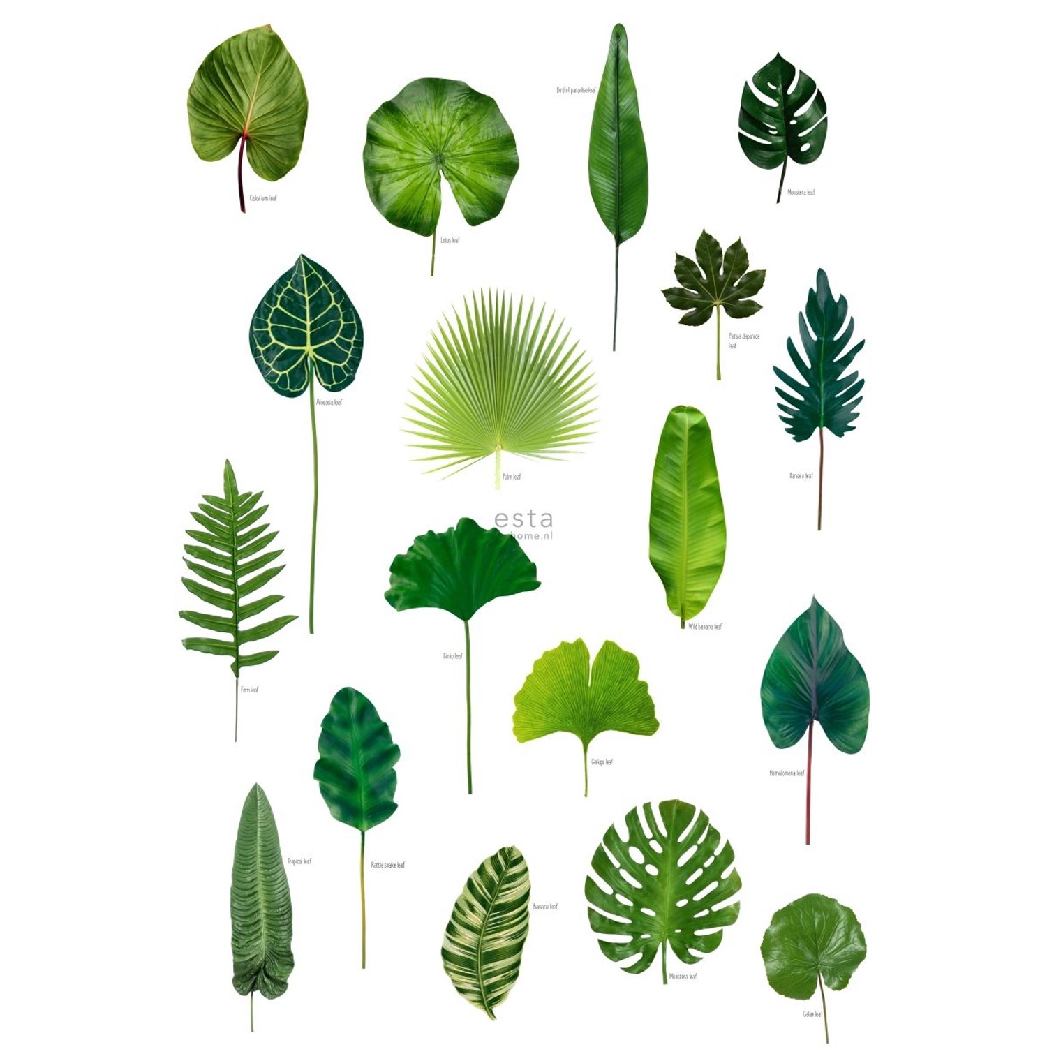 ESTAhome Fototapete Tropische Dschungelblätter Dschungelgrün 200 x 279 cm 1 günstig online kaufen