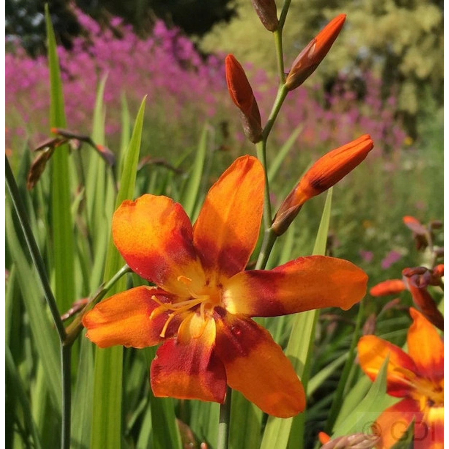 Garten Monbretie Emily Mc Kenzie - Crocosmia masoniorum günstig online kaufen