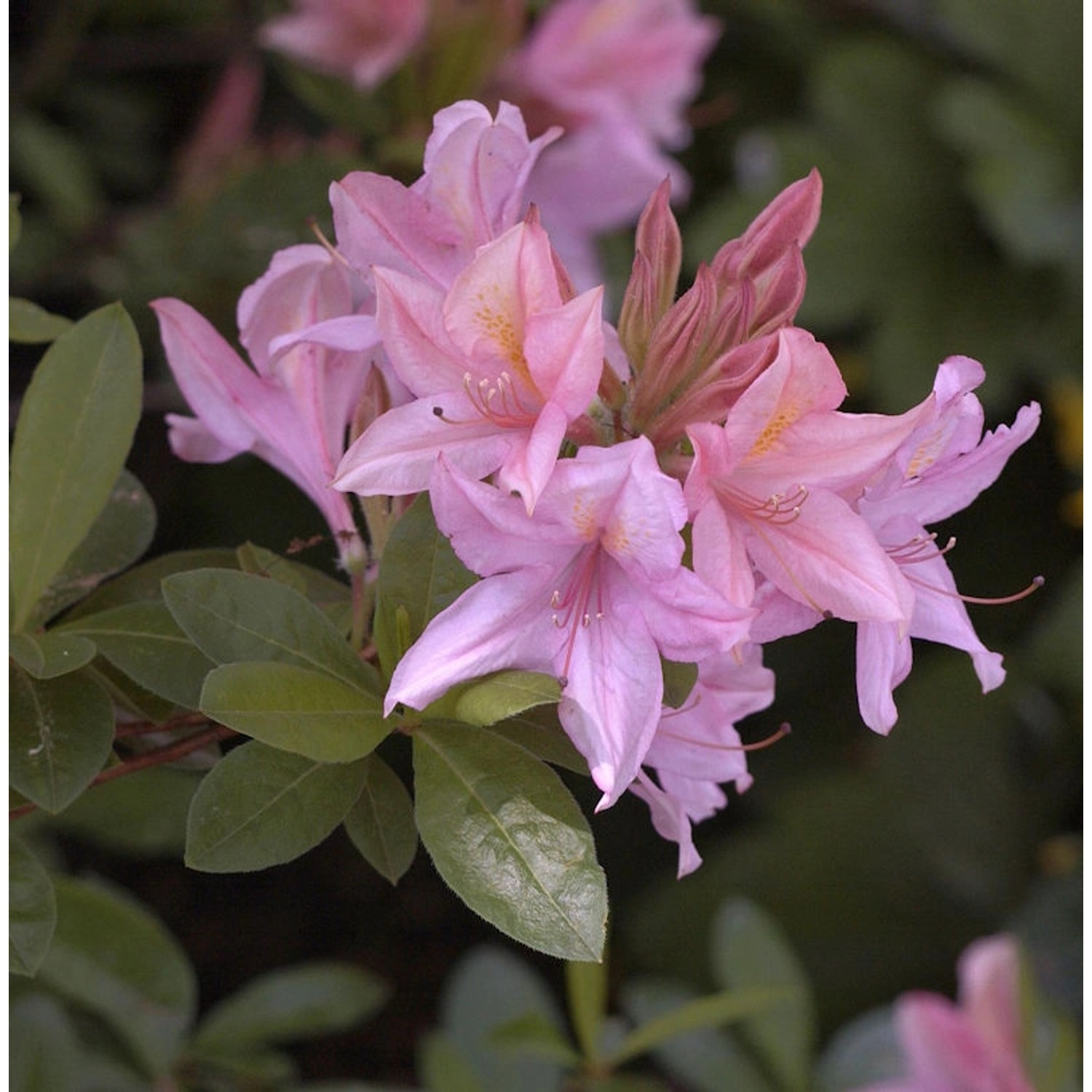 Rhododendron Soir de Paris 40-50cm - Rhododendron viscosum günstig online kaufen