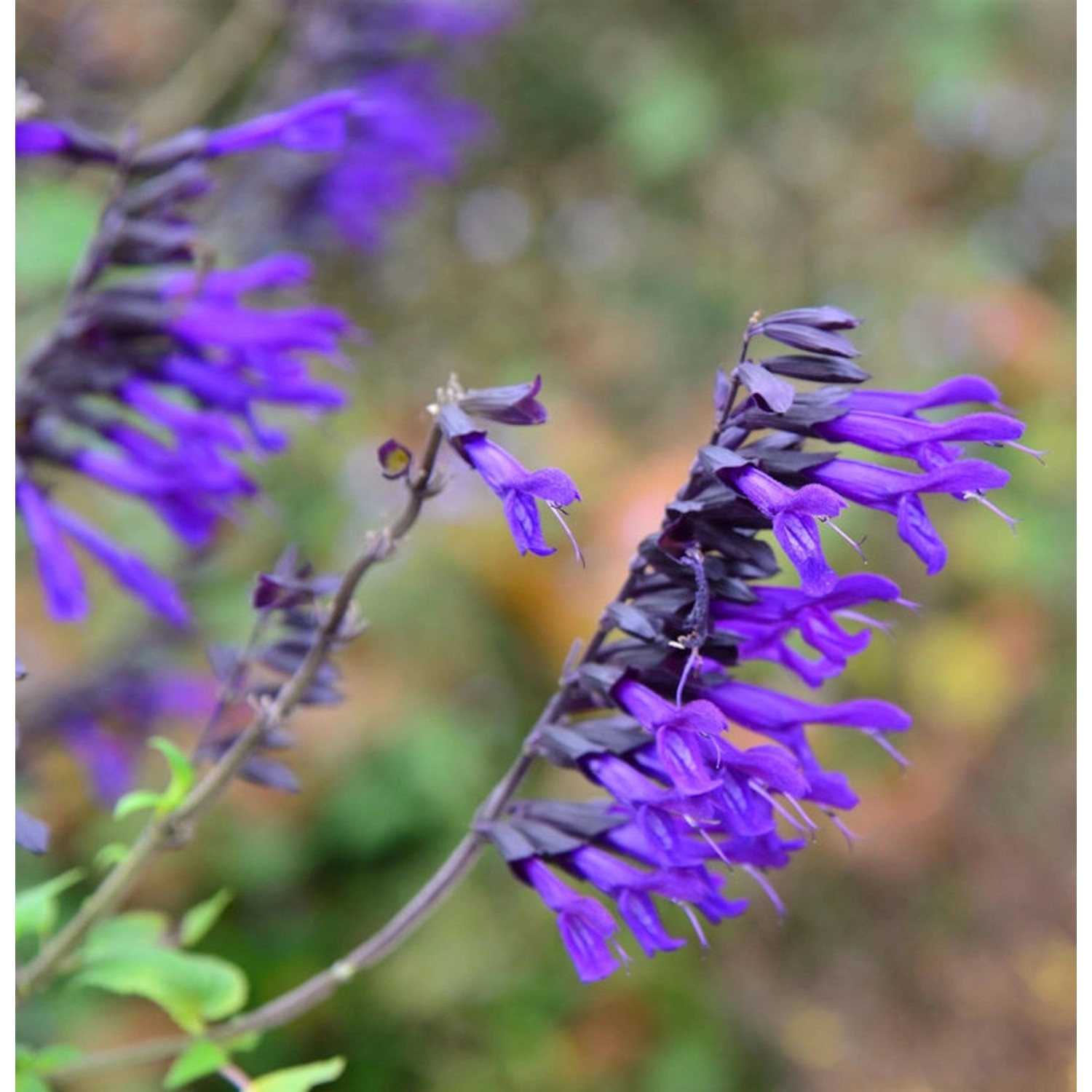 Garten Salbei Amistad - Salvia cultorum günstig online kaufen