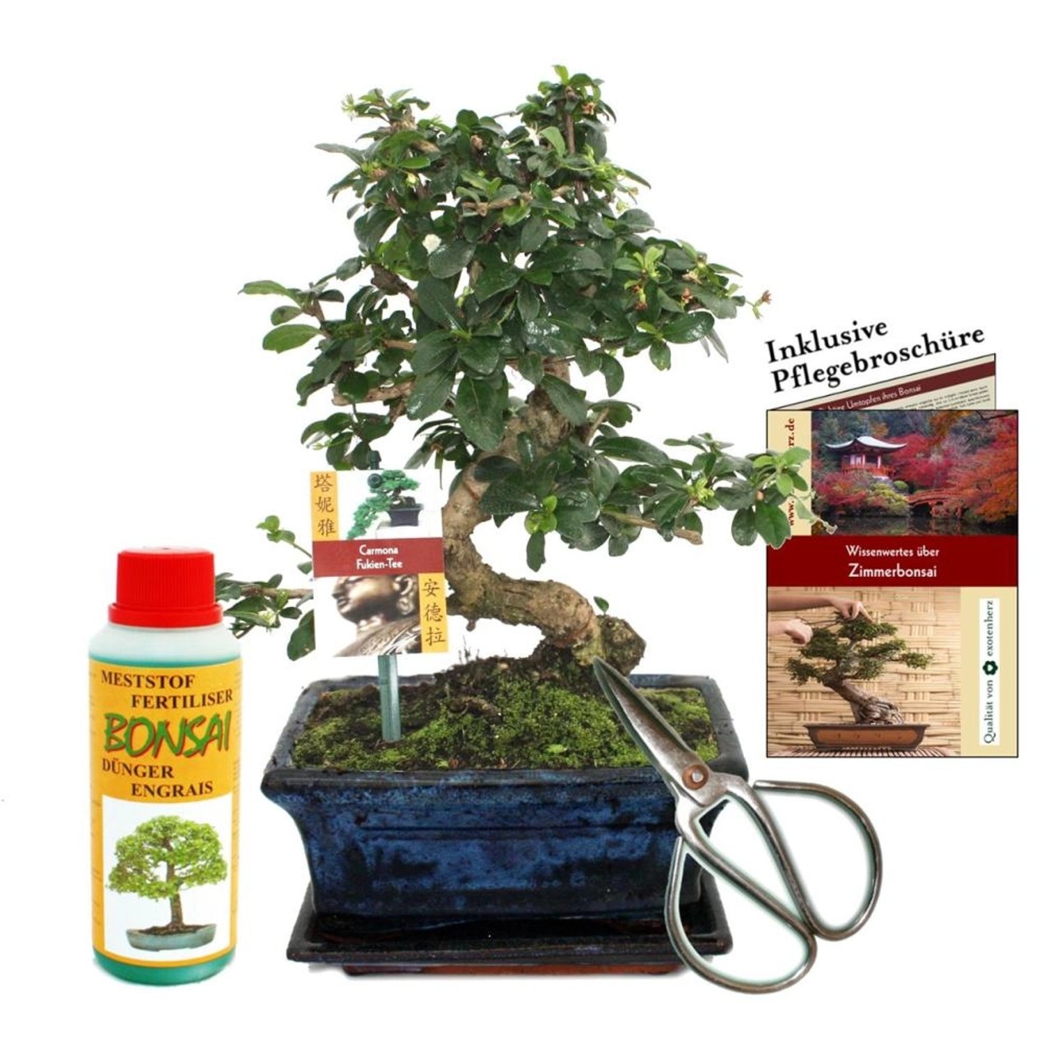 Exotenherz Geschenkset Bonsai Carmona Fukientee ca. 8 Jahre Alt Anfänger-Se günstig online kaufen