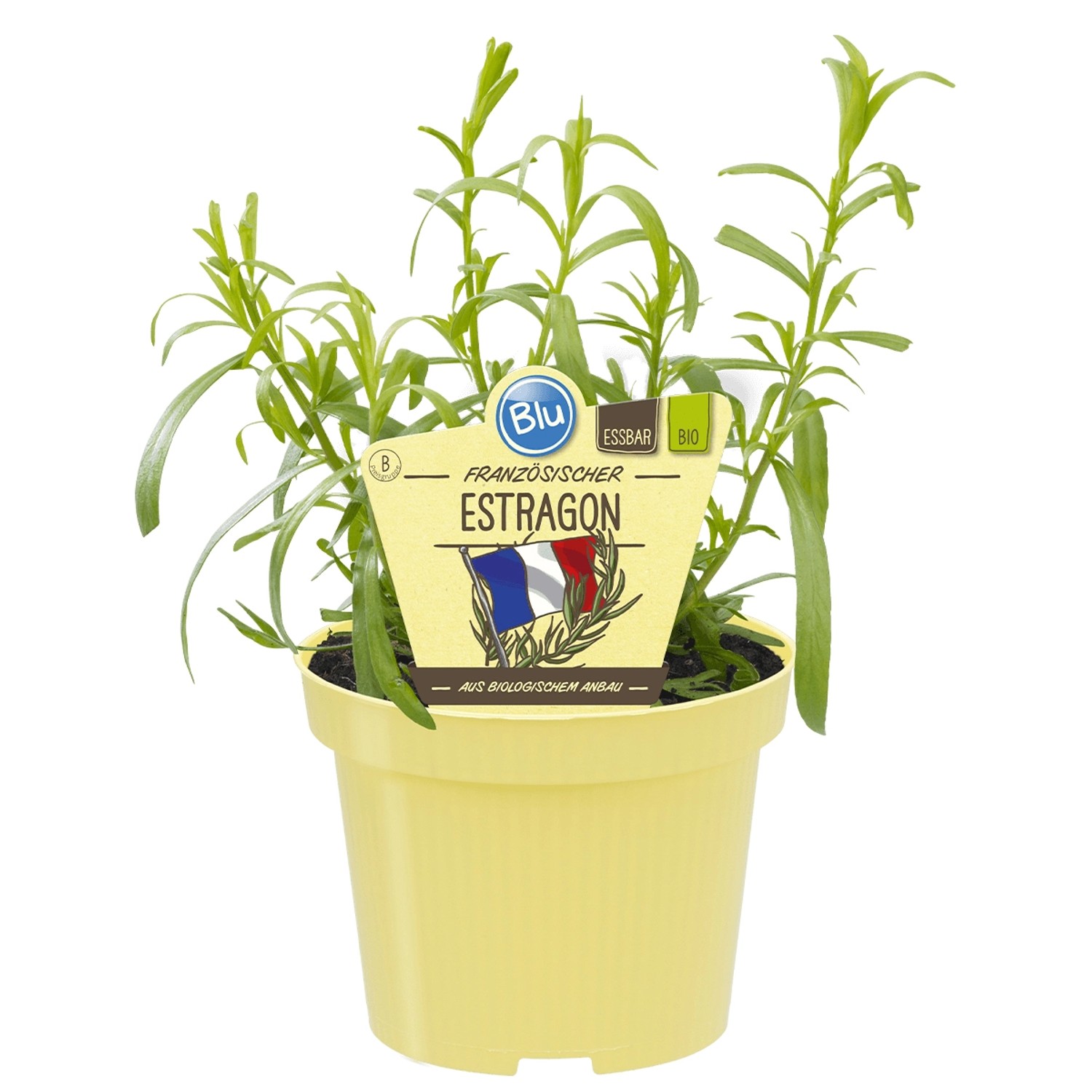 Blu Bio-Estragon Topf-Ø ca. 12 cm Artemisia günstig online kaufen