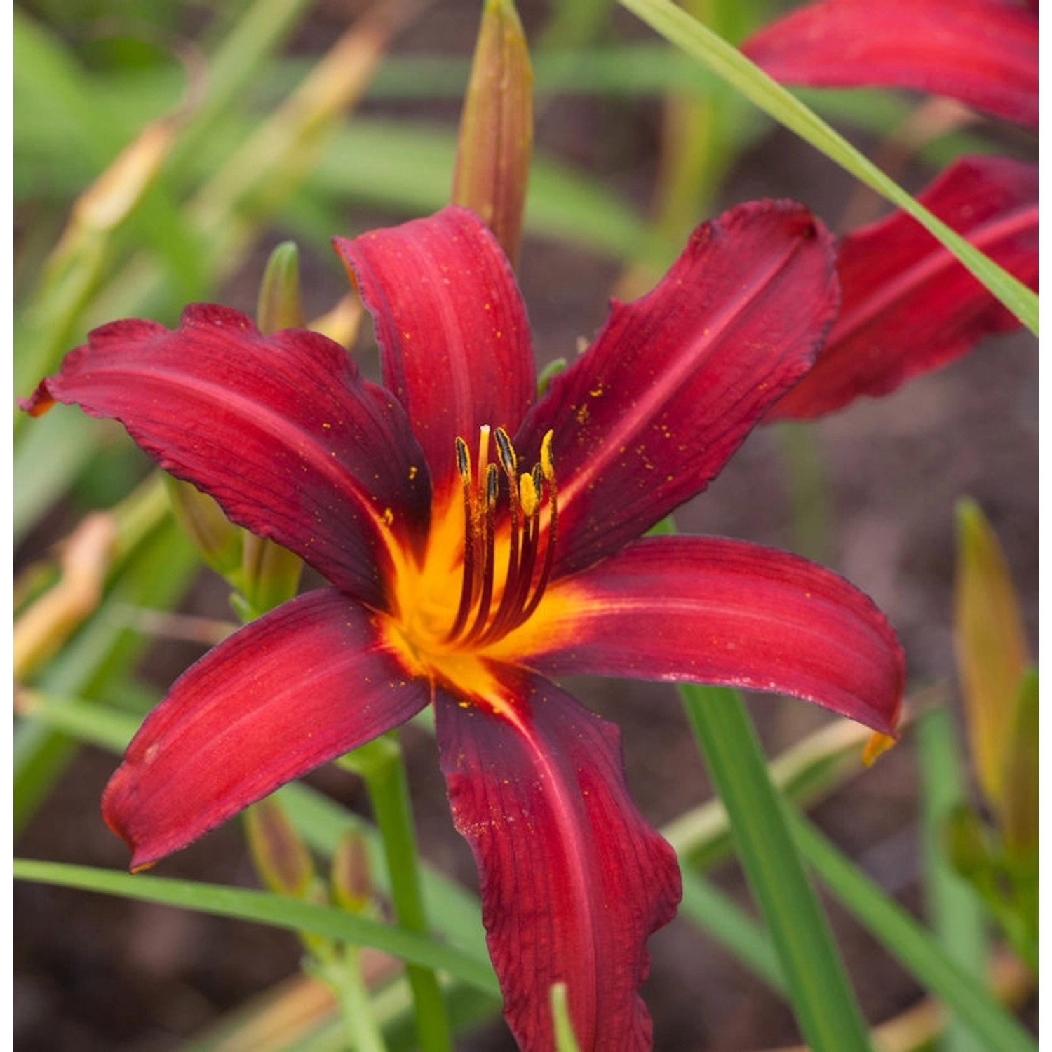 Taglilie Black Prince - Hemerocallis günstig online kaufen