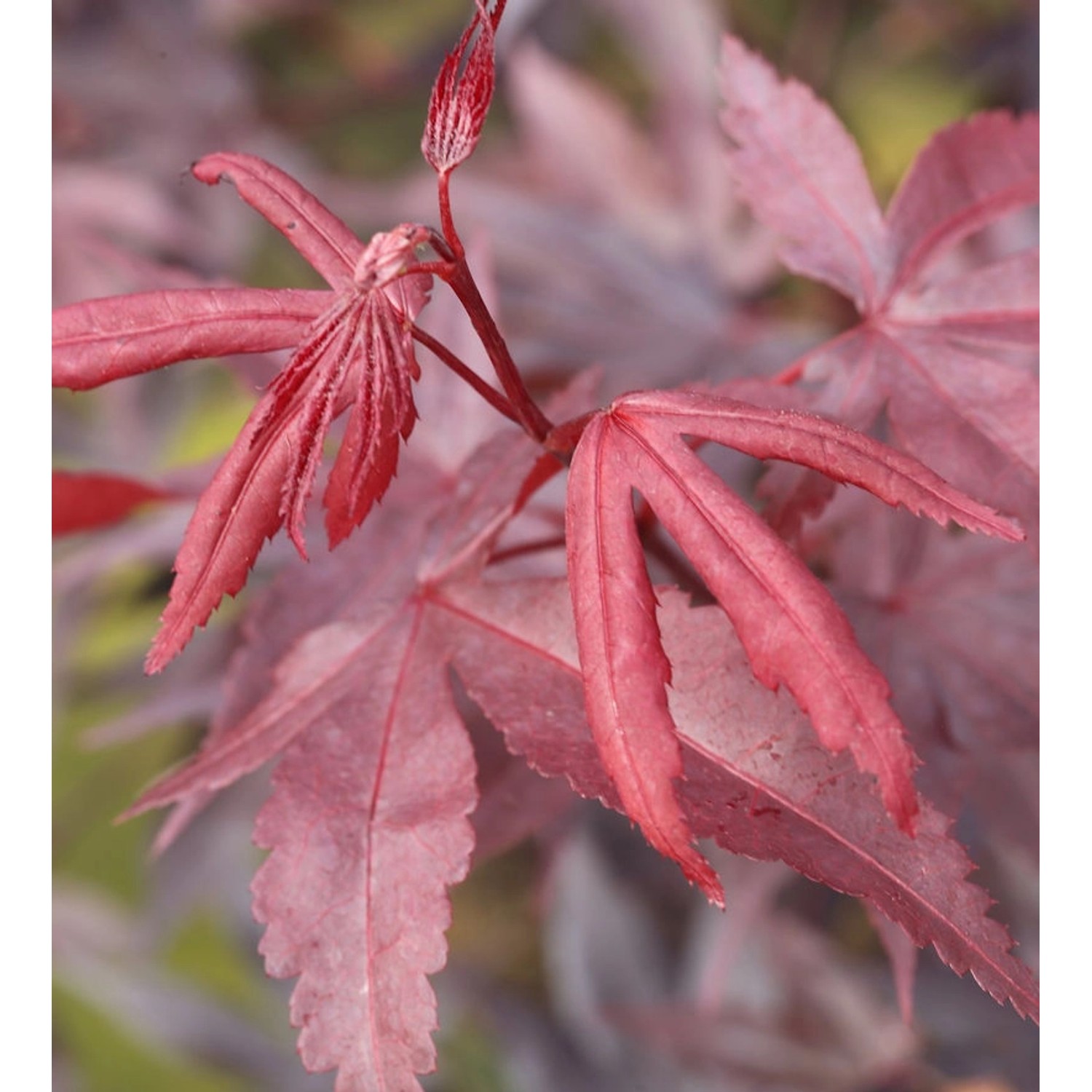 Roter Fächerahorn Bloodgood 30-40cm - Acer palmatum günstig online kaufen