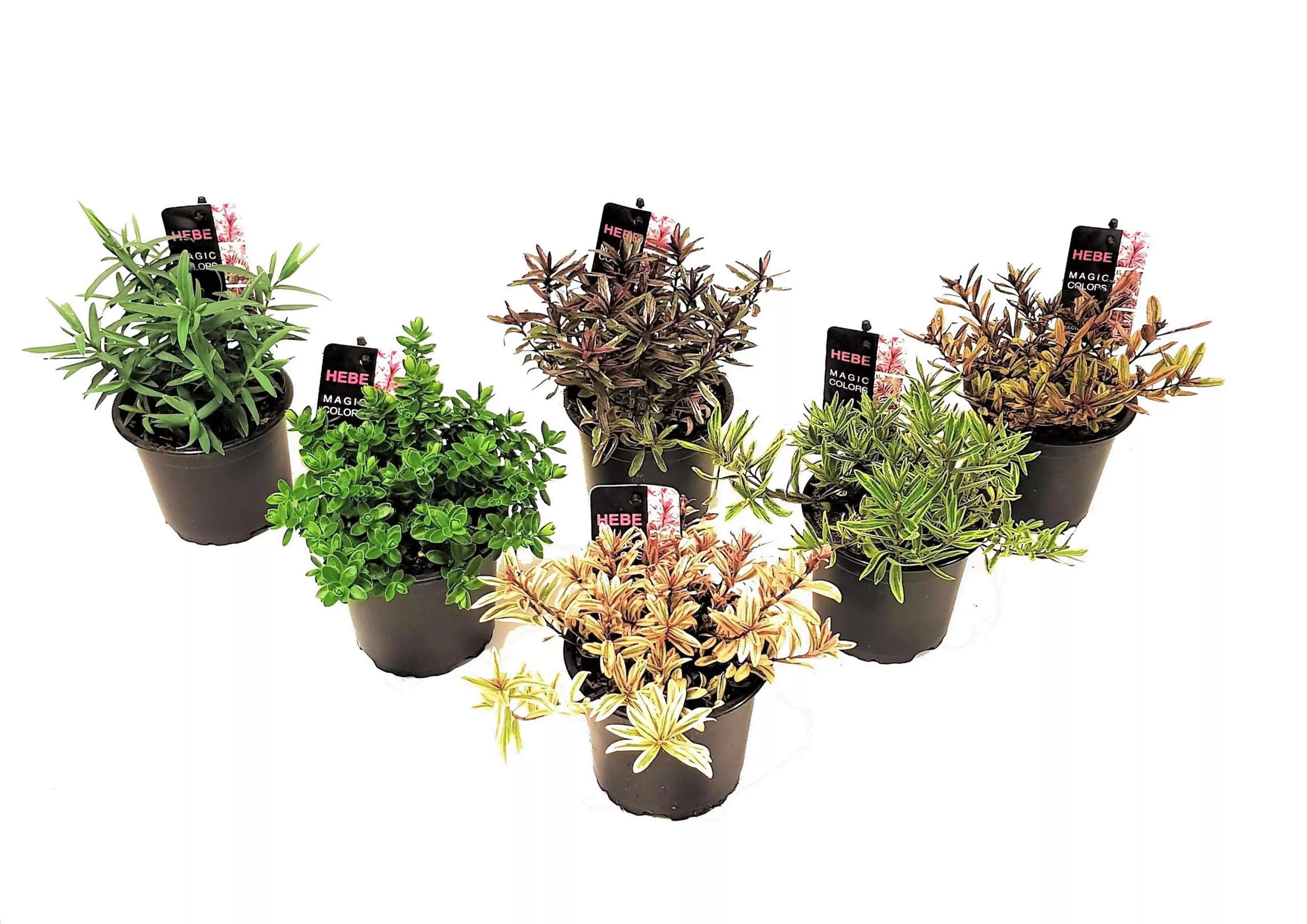 Perfect Plant | 6er-Set Hebe-Sträucher günstig online kaufen