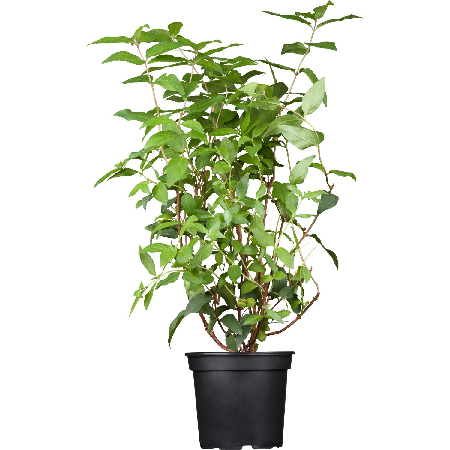 GROW by OBI Gefüllter Sternchenstrauch Plena Weiß ca. 60 - 80 cm Topf ca. 5 günstig online kaufen