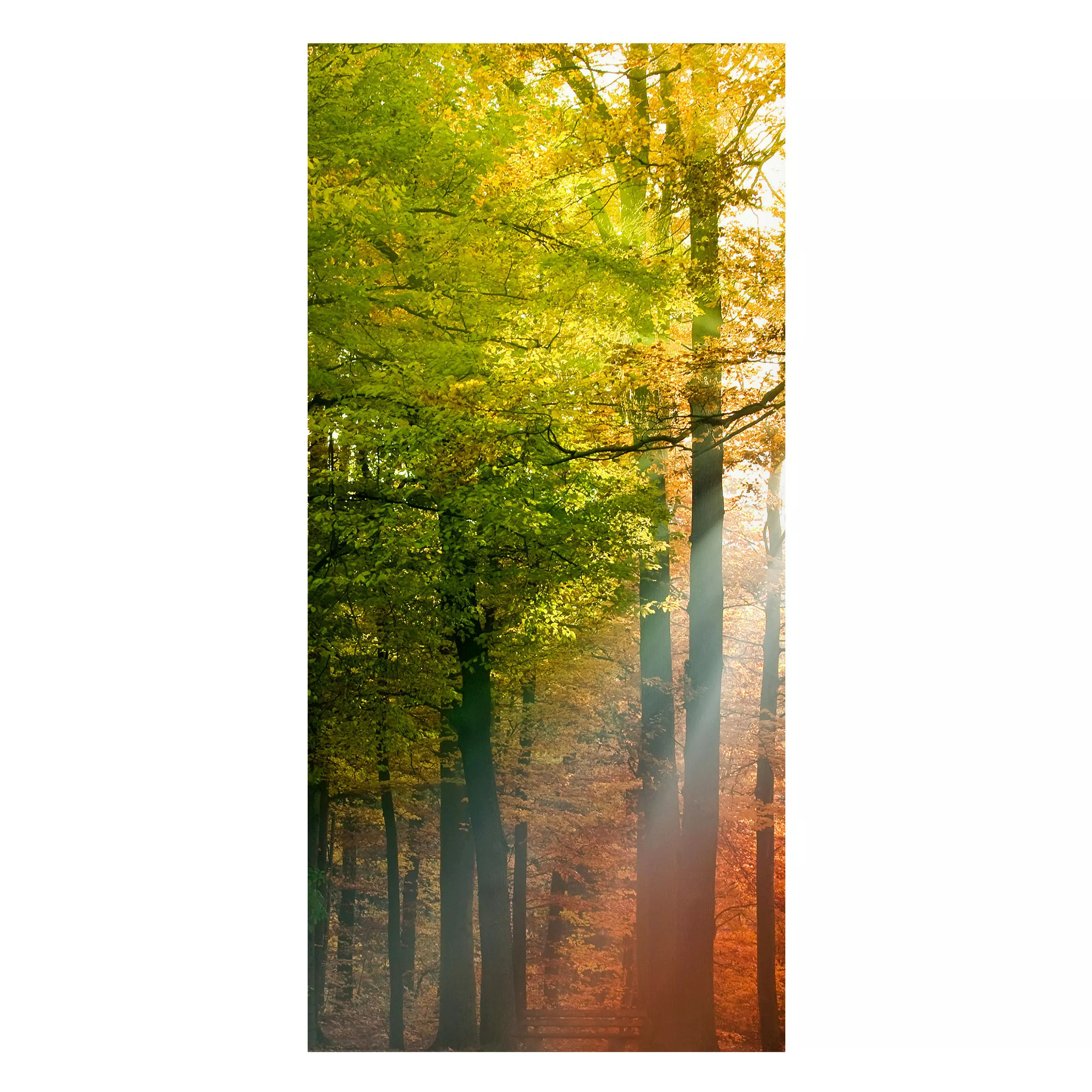 Magnettafel Natur & Landschaft - Hochformat 1:2 Morning Light günstig online kaufen