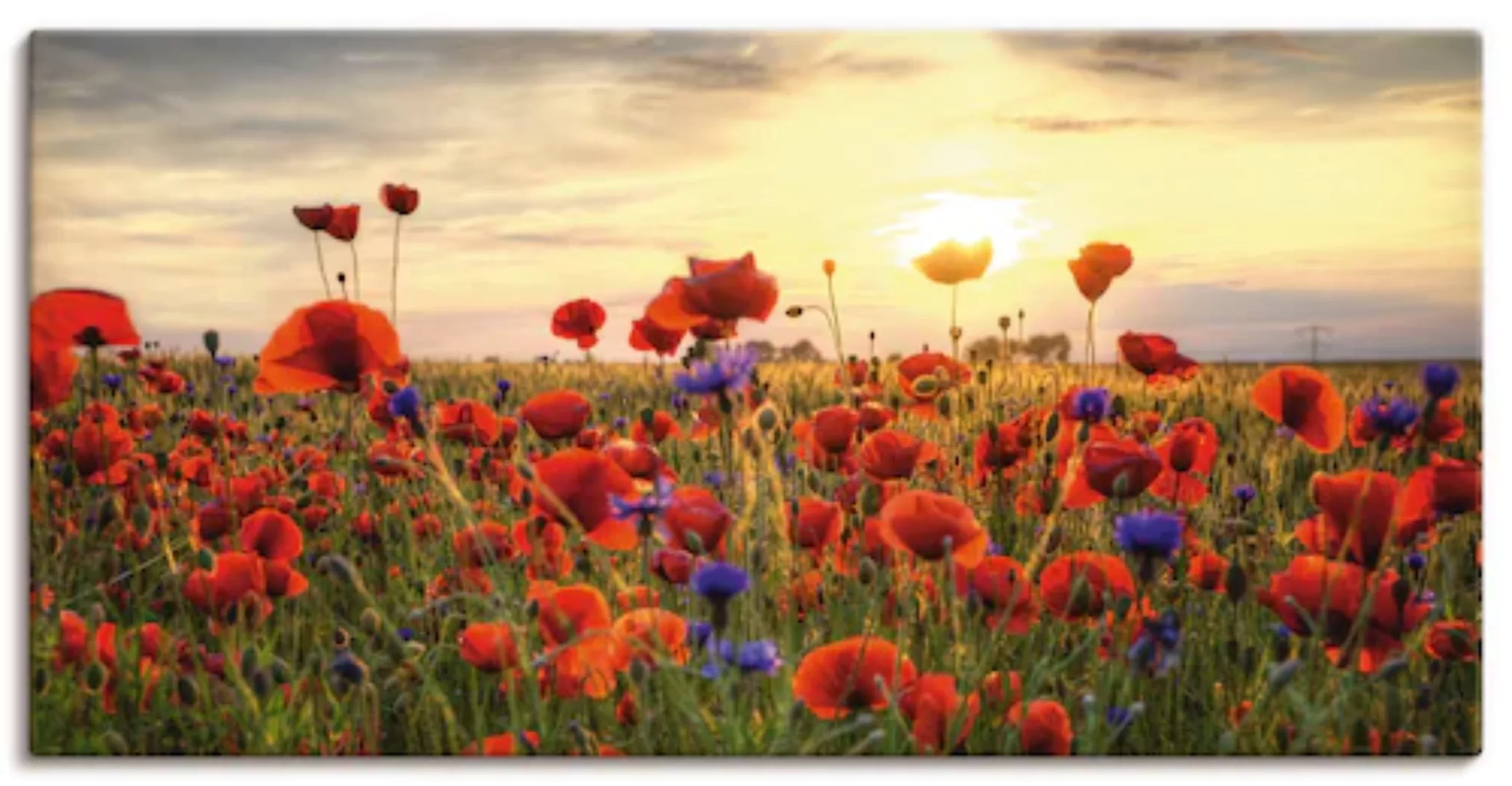 Artland Wandbild »Mohnblumen«, Blumen, (1 St.), als Alubild, Outdoorbild, L günstig online kaufen