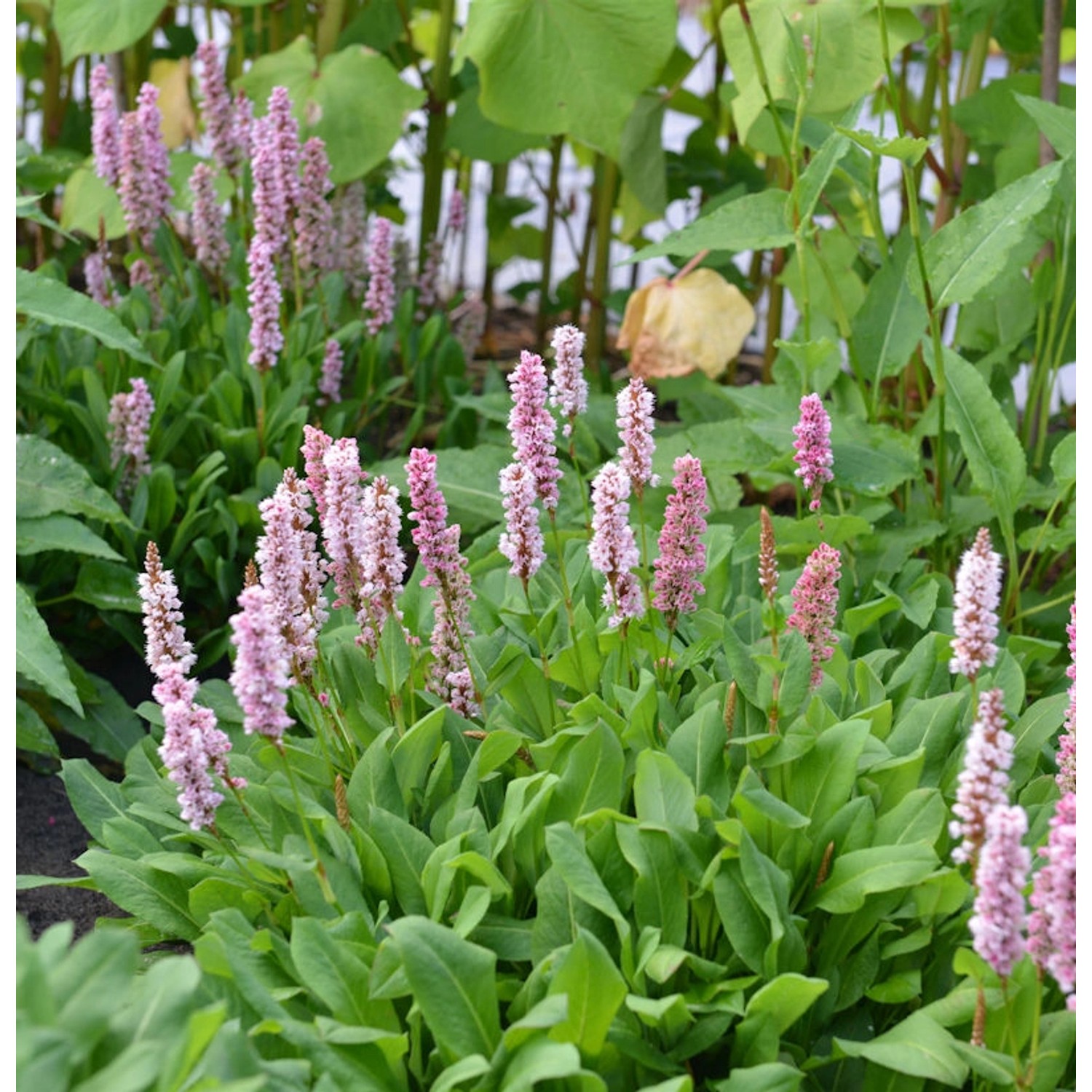 Kerzenknöterich Rowden Gem - Persicaria amplexicaulis günstig online kaufen