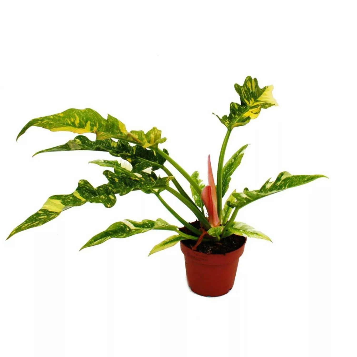 Exotenherz Philodendron Ring of Fire Ungewöhnlicher Baumfreund 12cm Topf günstig online kaufen