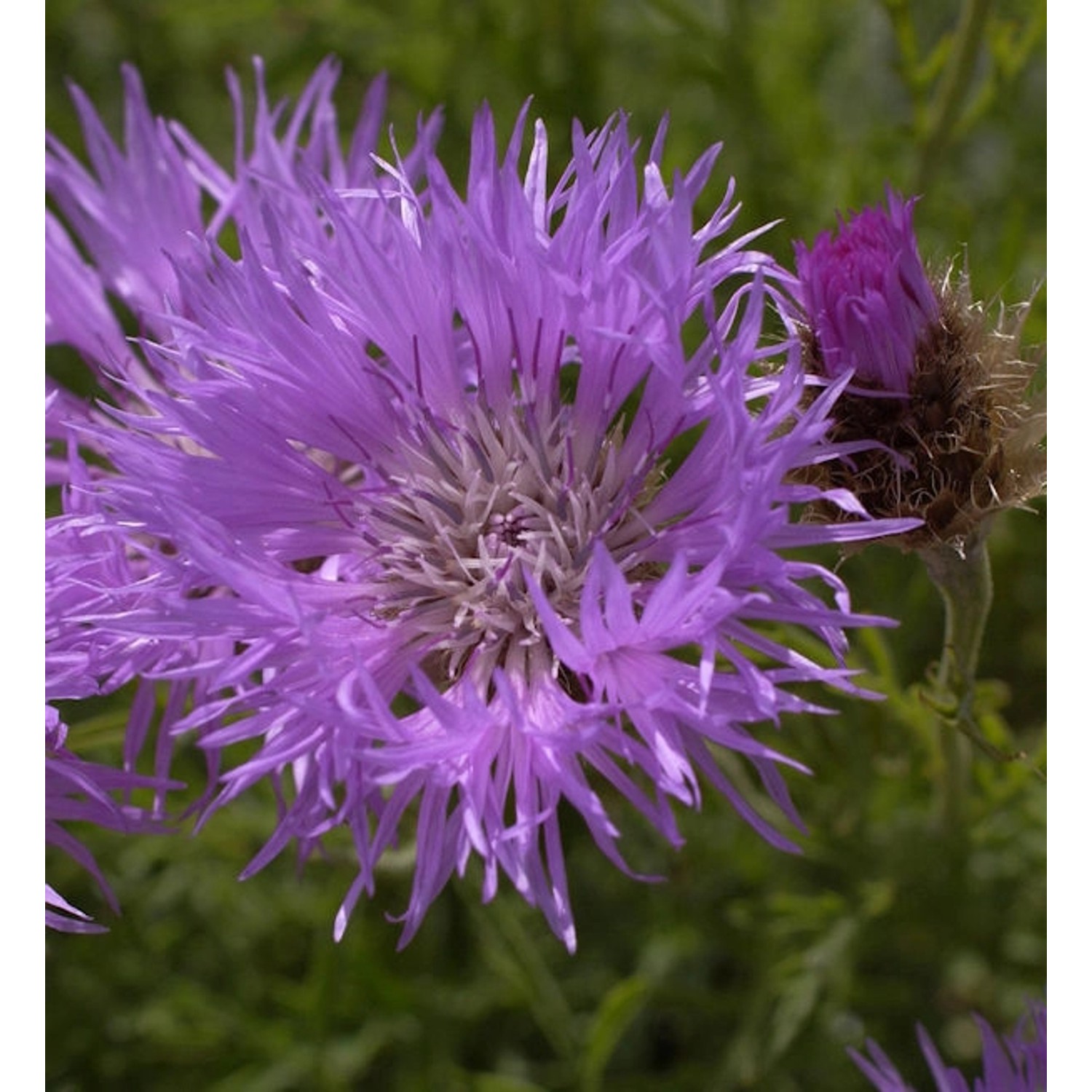 Silber Flockenblume - Centaurea pulcherrima günstig online kaufen