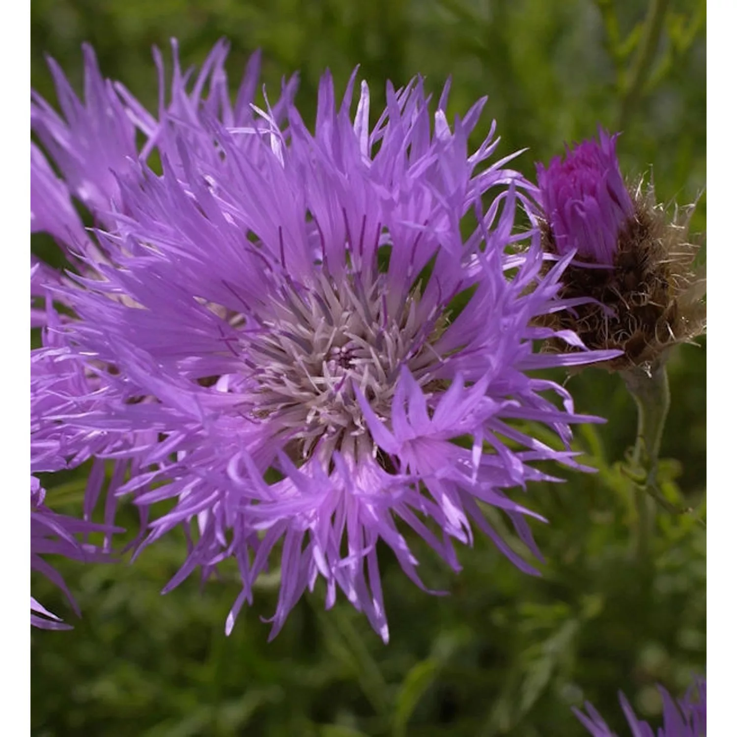 Silber Flockenblume - Centaurea pulcherrima günstig online kaufen