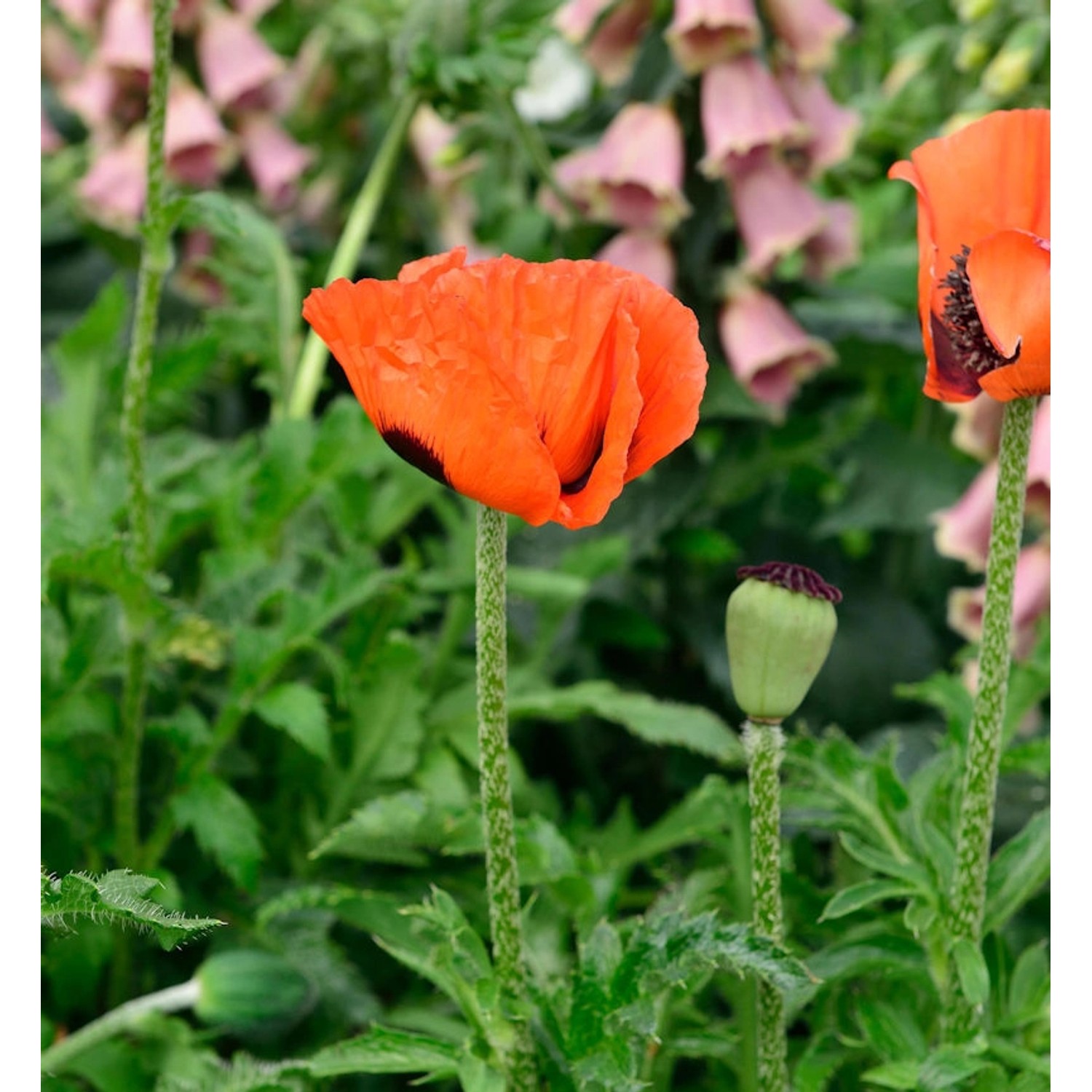 Türkischer Mohn Nana Allegro - Papaver orientale günstig online kaufen