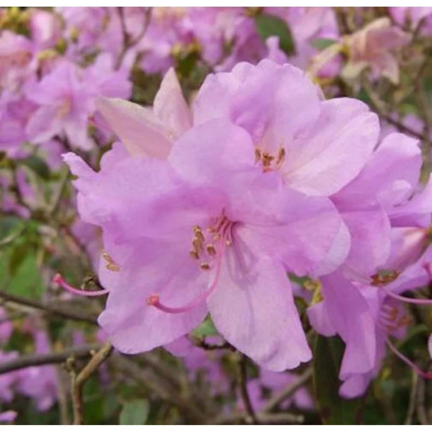 Zwerg Alpenrose Robert Seleger 25-30cm - Rhododendron keleticum günstig online kaufen