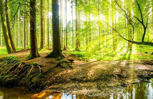 Papermoon Fototapete »WALD IM FRÜHLING SONNENLICHT« günstig online kaufen