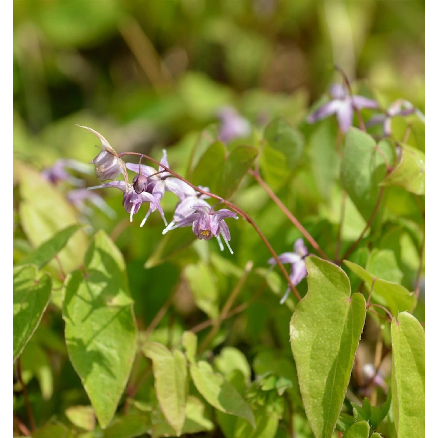 Elfenblume Violaceum - Epimedium grandiflorum günstig online kaufen