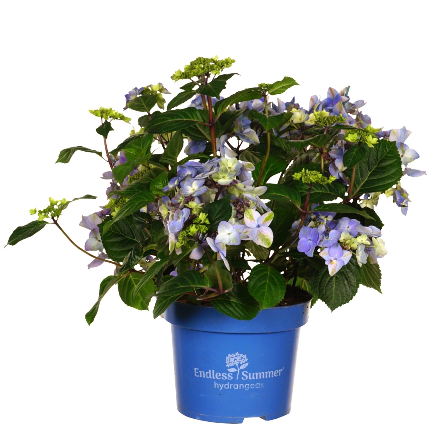 Bauernhortensie Endless Summer Pop Star Blau Höhe ca. 50-60 cm Topf ca. 5 l günstig online kaufen