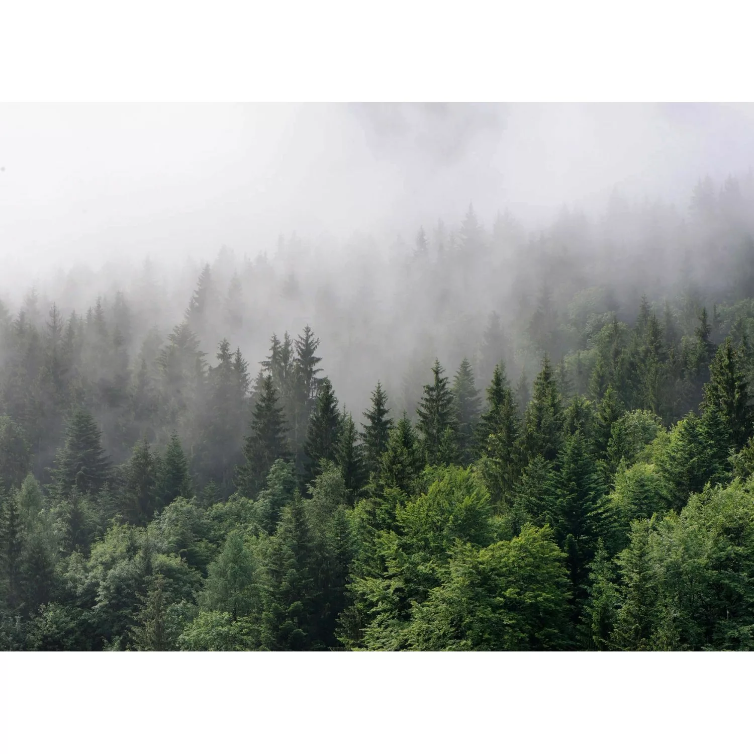 Fototapete Landschaft Wald Grün Grau 3,50 m x 2,55 m FSC® günstig online kaufen