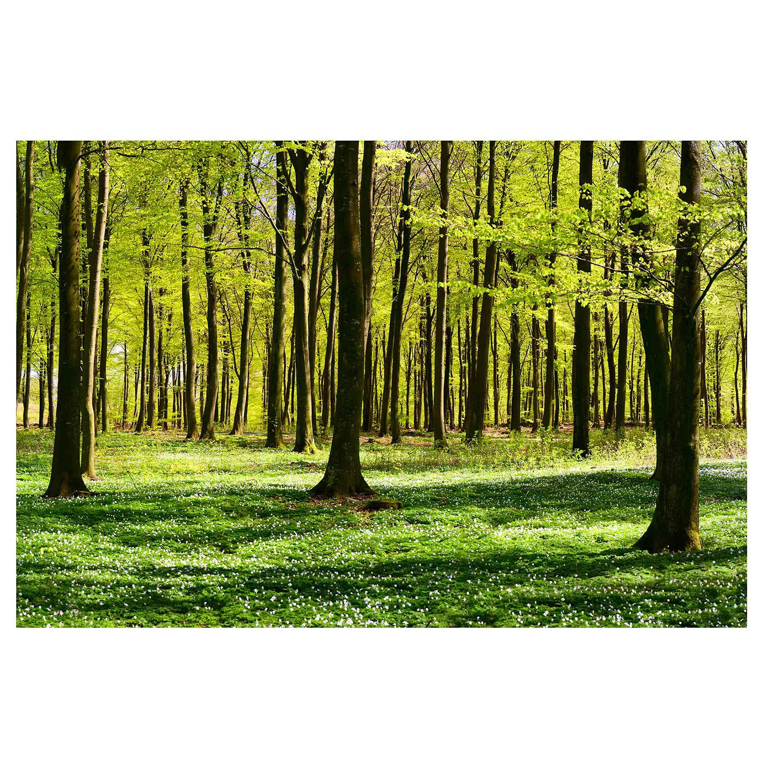 Bilderwelten Fototapete Wald Waldwiese grün Gr. 432 x 290 günstig online kaufen