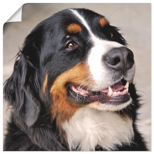 Artland Wandbild "Berner Sennenhund", Haustiere, (1 St.), als Poster, Wanda günstig online kaufen